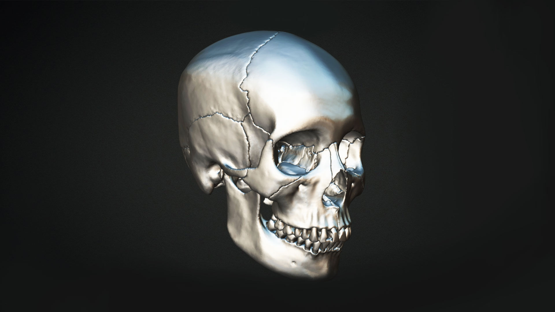 Human Skull Animation Low-poly 3D model_6