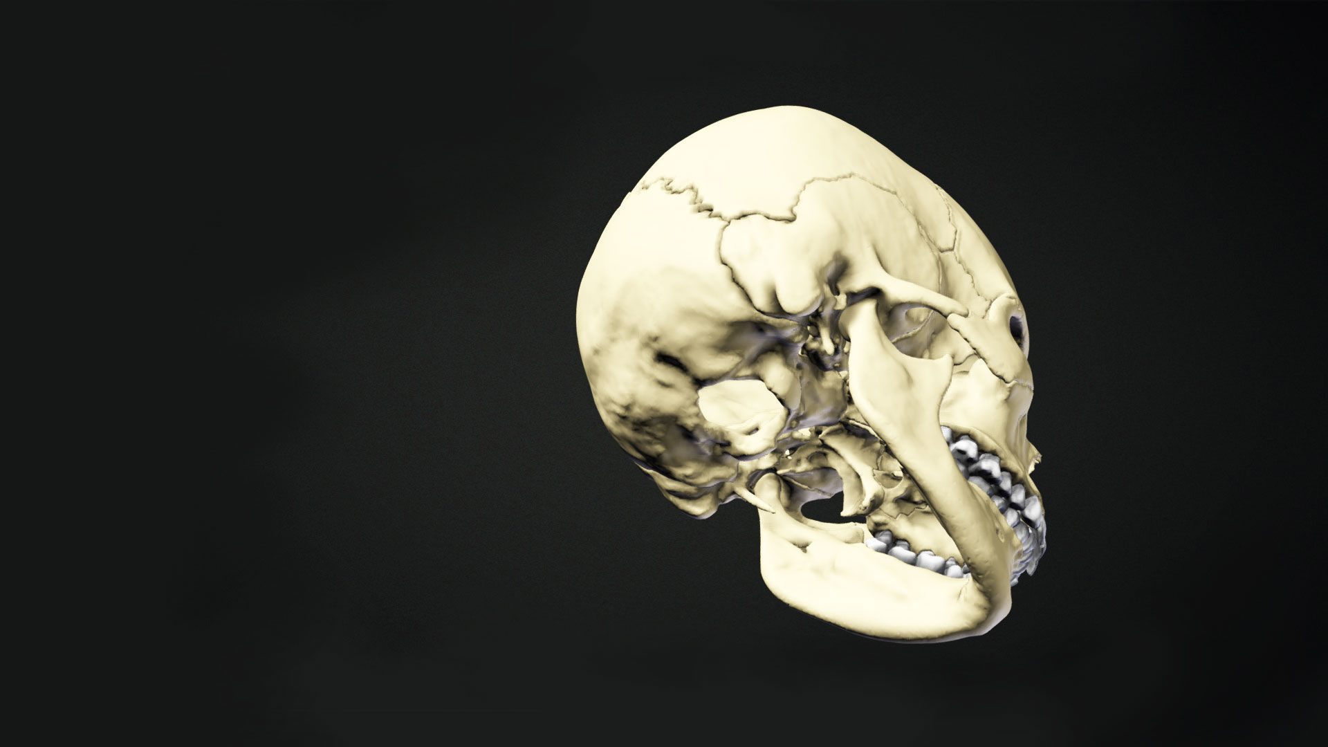 Human Skull Animation Low-poly 3D model_10
