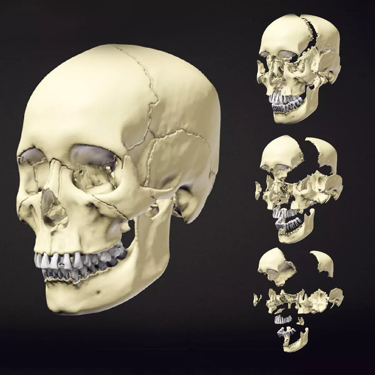 Human Skull Animation Low-poly 3D model_0