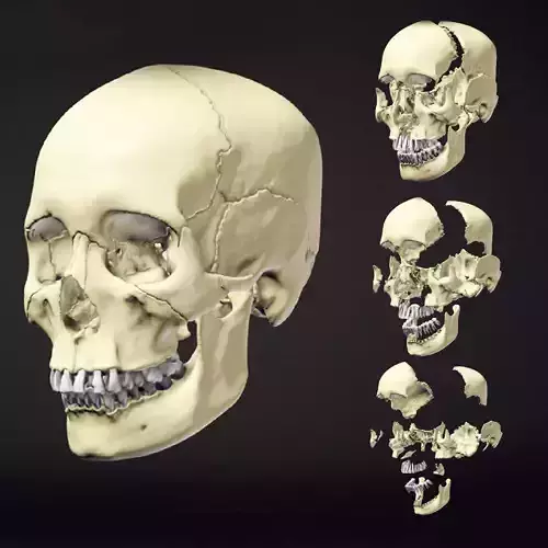 Human Skull Animation