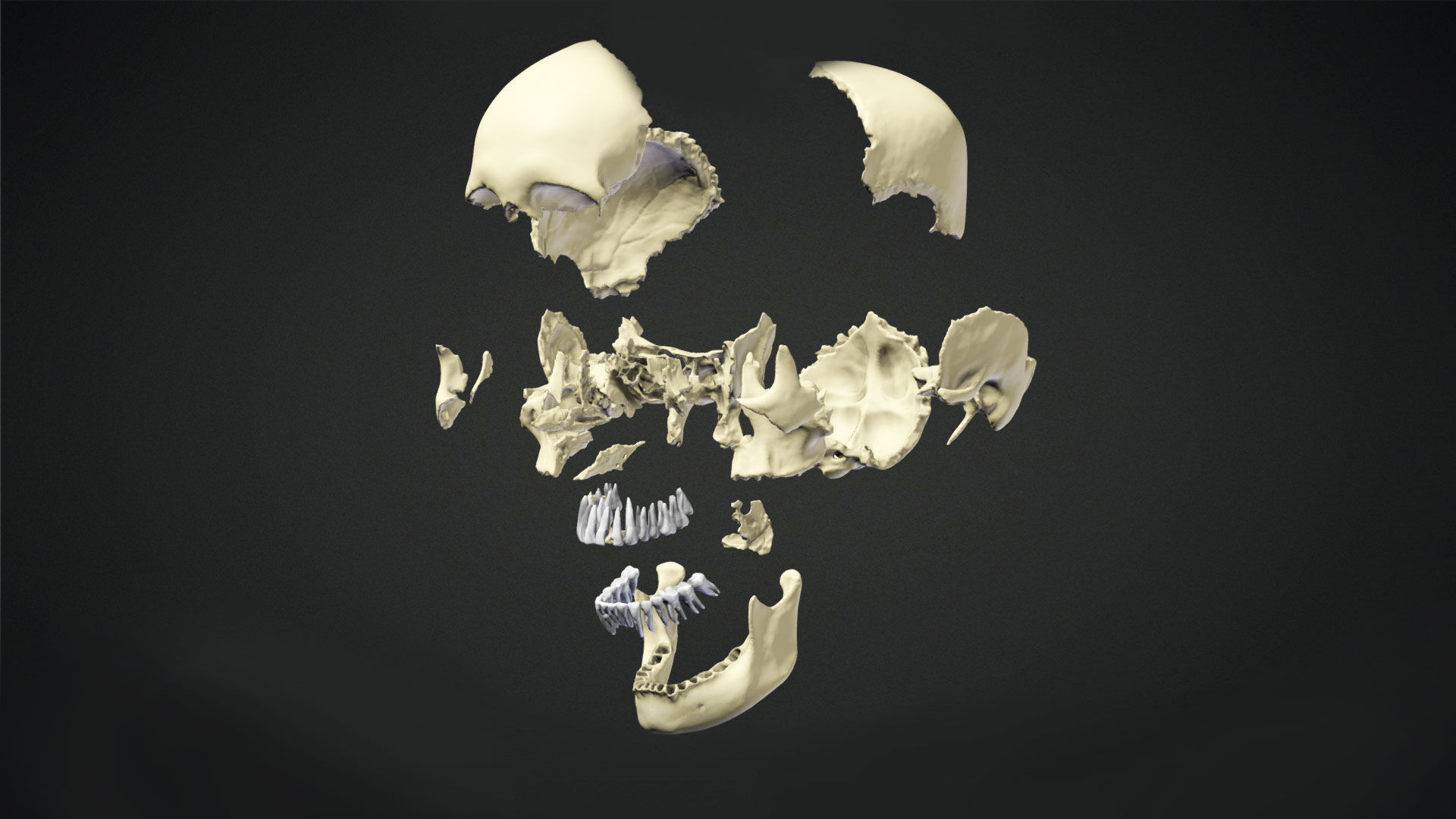Human Skull Animation Low-poly 3D model_5