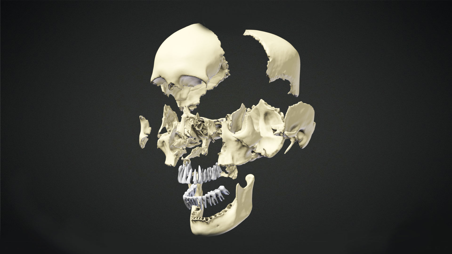 Human Skull Animation Low-poly 3D model_4