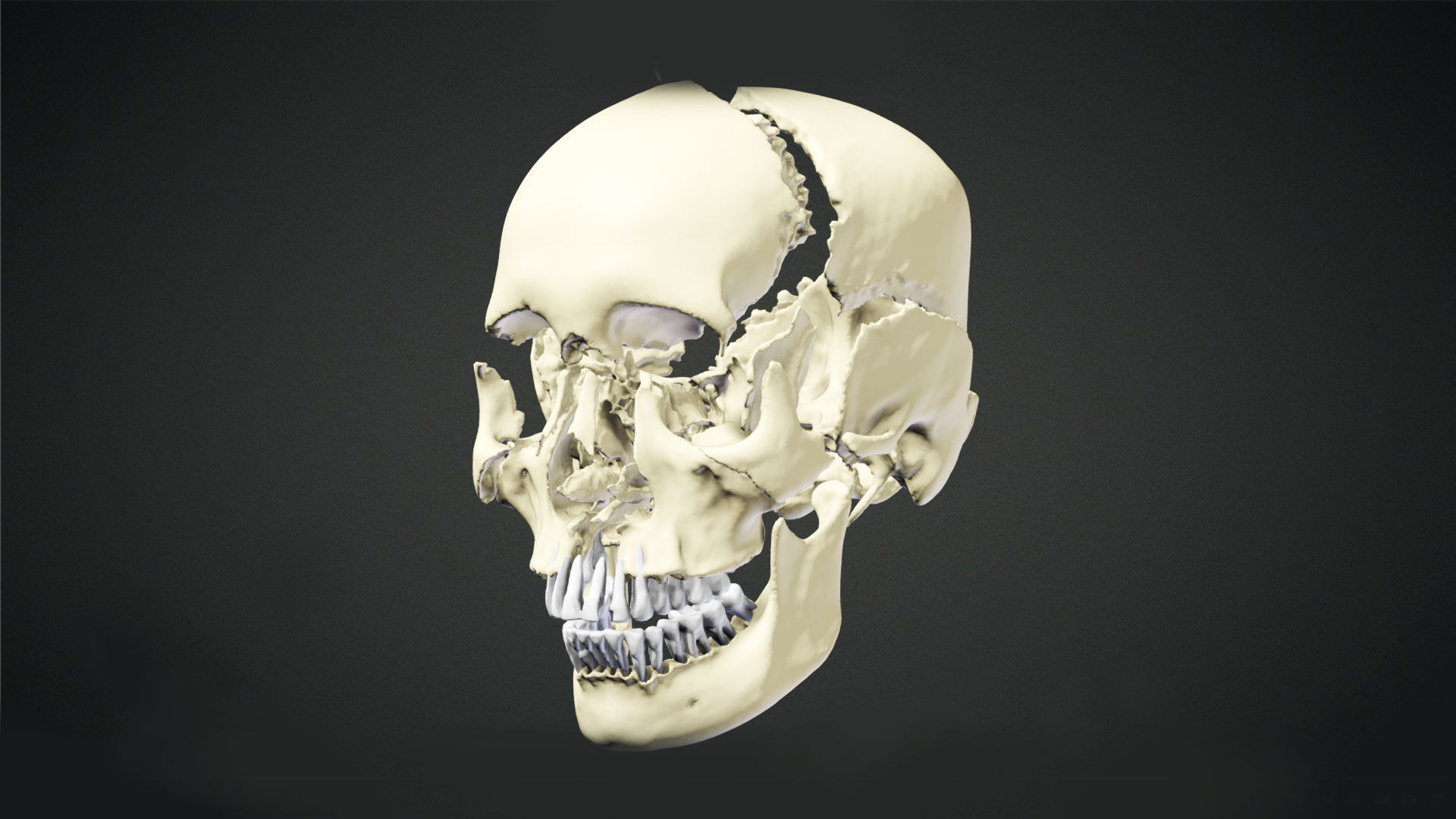 Human Skull Animation Low-poly 3D model_2