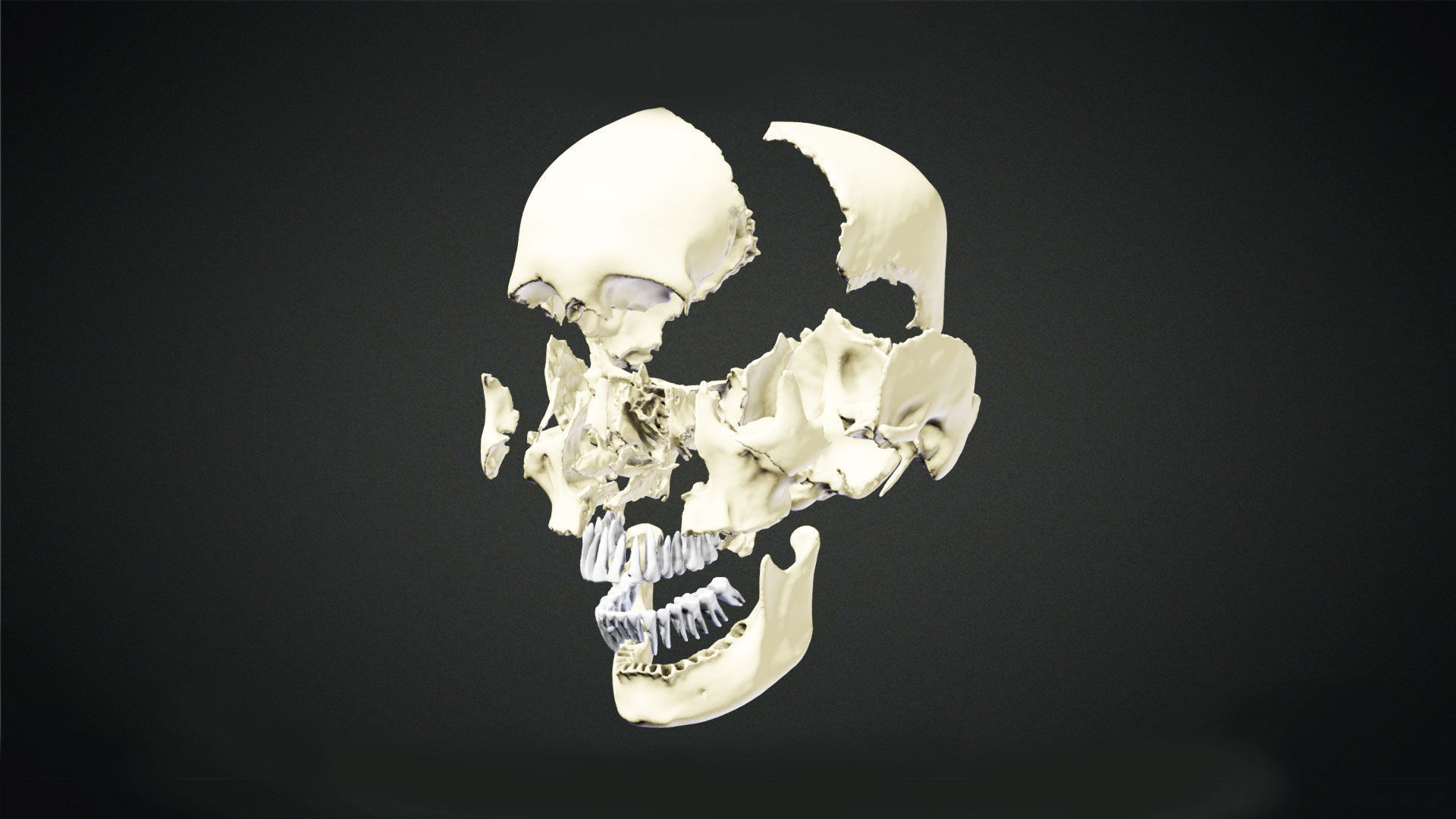 Human Skull Animation Low-poly 3D model_3