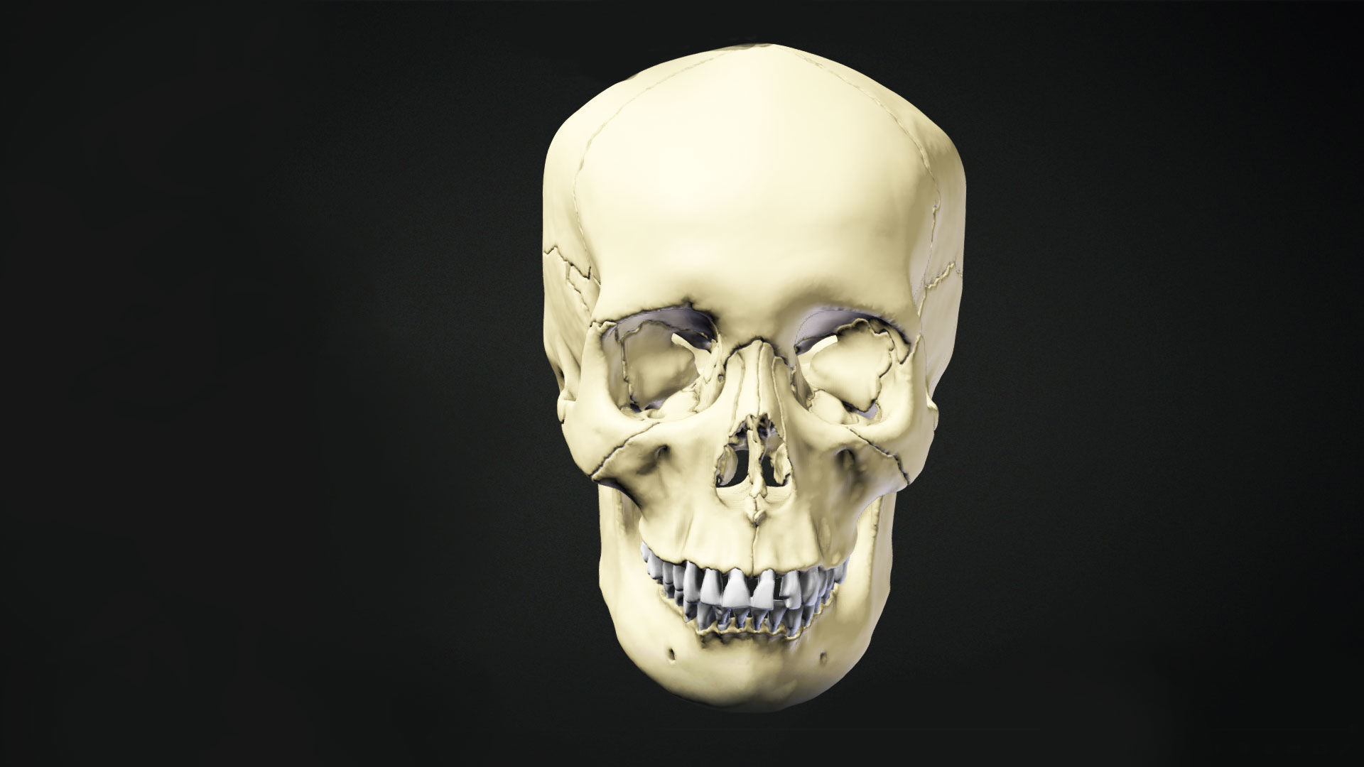Human Skull Animation Low-poly 3D model_9