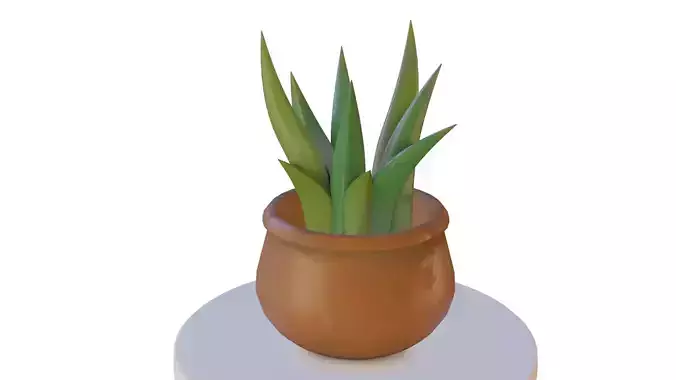 Aloe plant with pot
