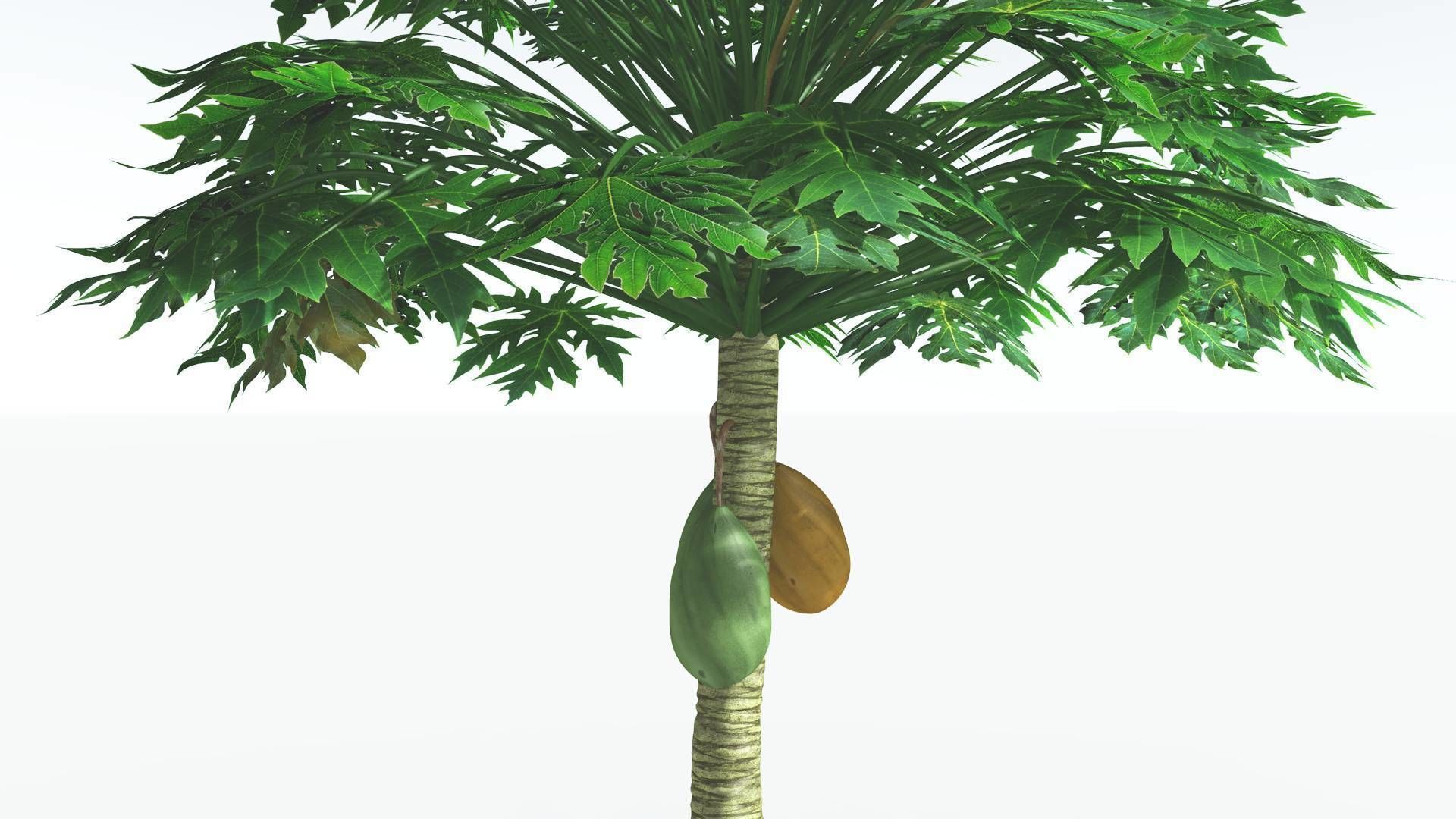 EVERYPlant Papaya 1 --14 Models-- 3D model_24
