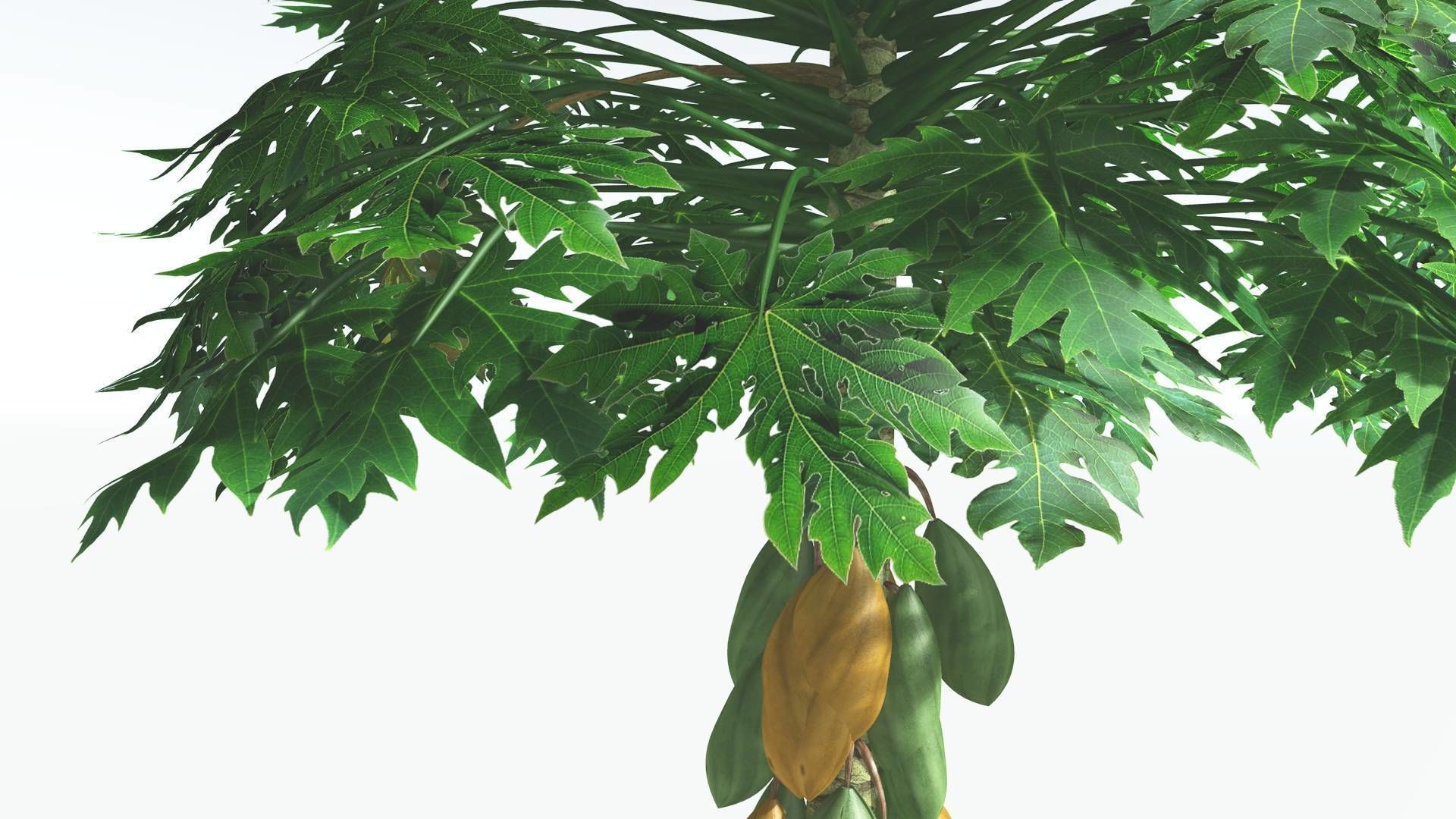 EVERYPlant Papaya 1 --14 Models-- 3D model_6