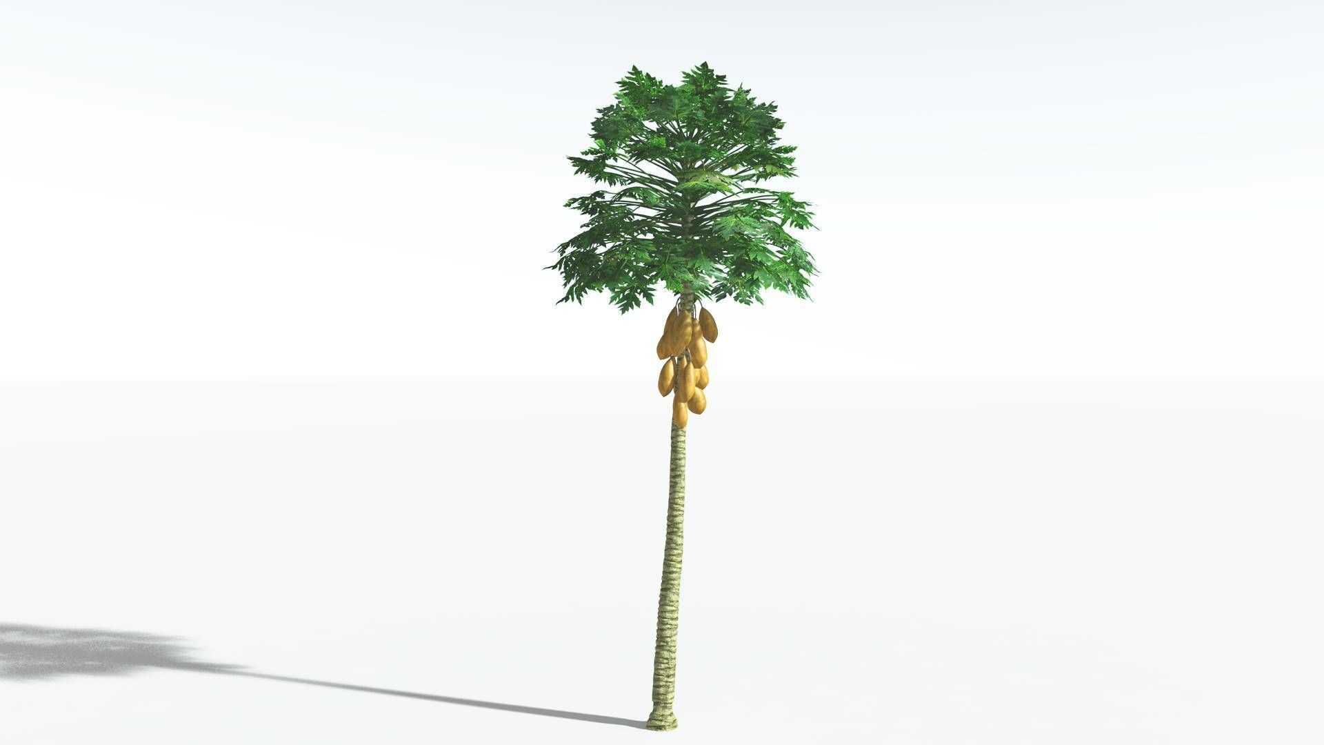 EVERYPlant Papaya 1 --14 Models-- 3D model_9
