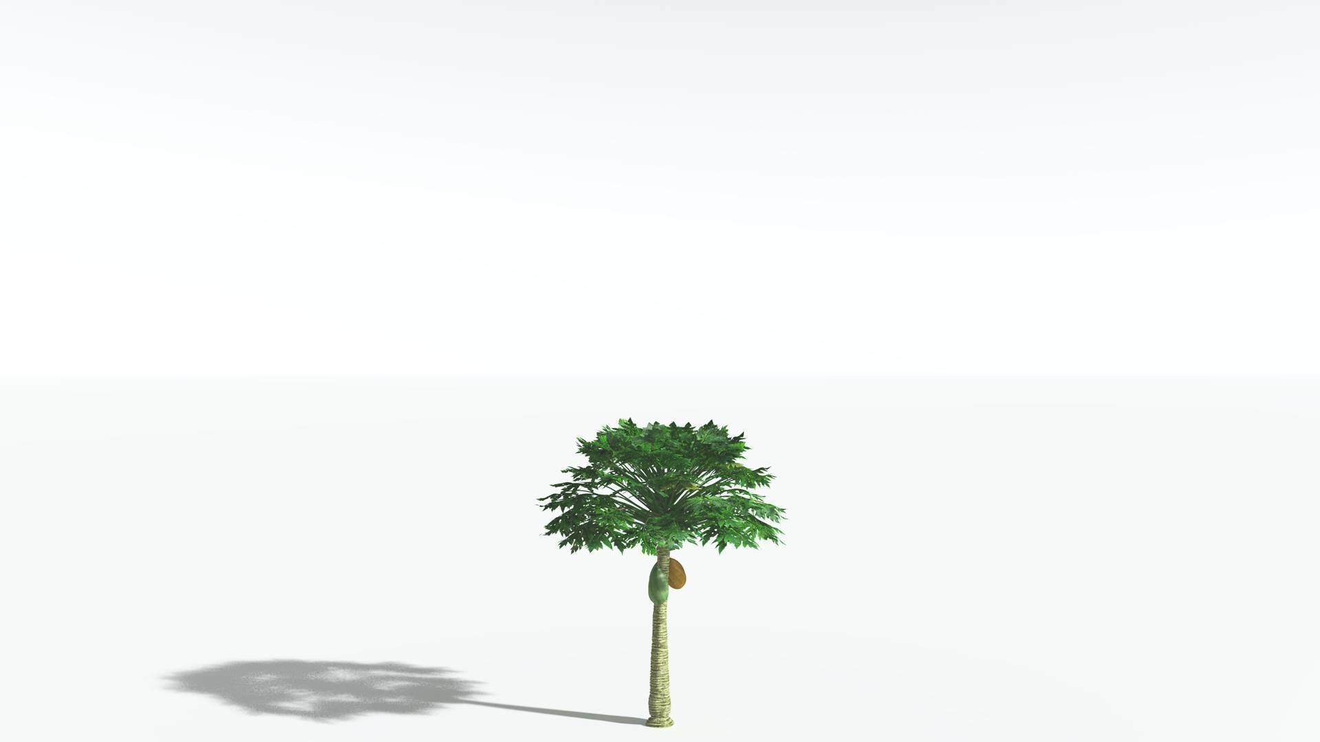 EVERYPlant Papaya 1 --14 Models-- 3D model_23