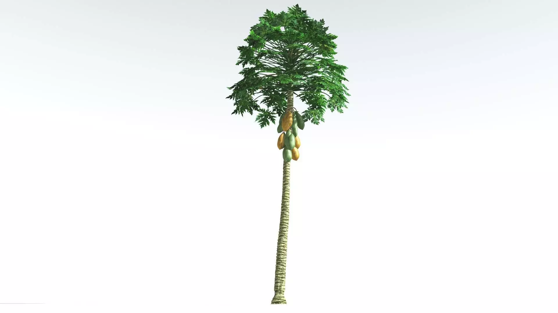 EVERYPlant Papaya 1 --14 Models-- 3D model_0