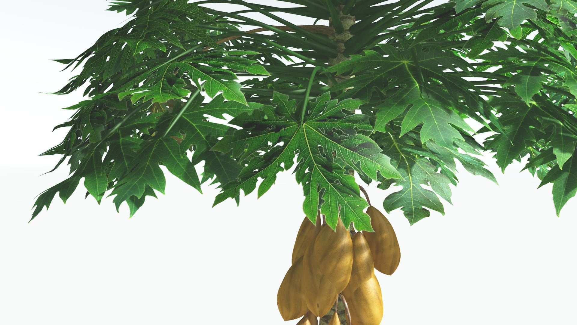 EVERYPlant Papaya 1 --14 Models-- 3D model_10