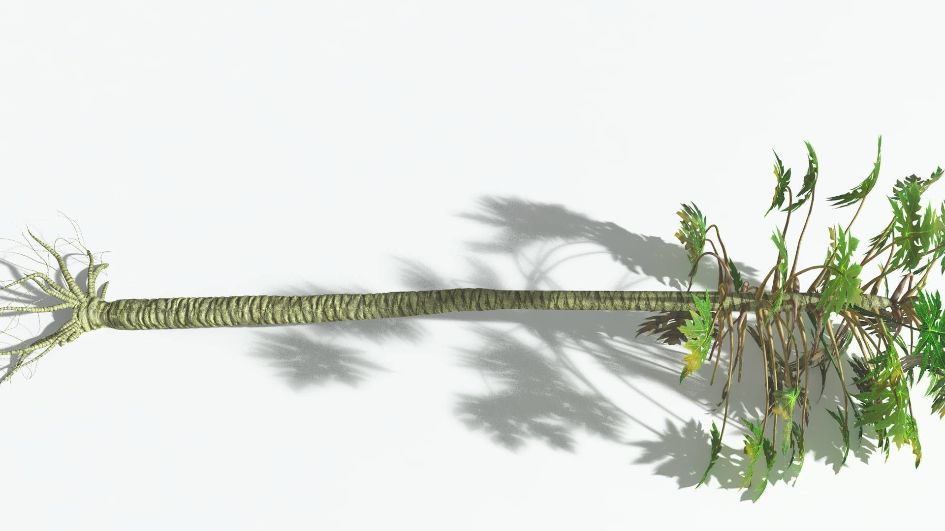 EVERYPlant Papaya 1 --14 Models-- 3D model_20