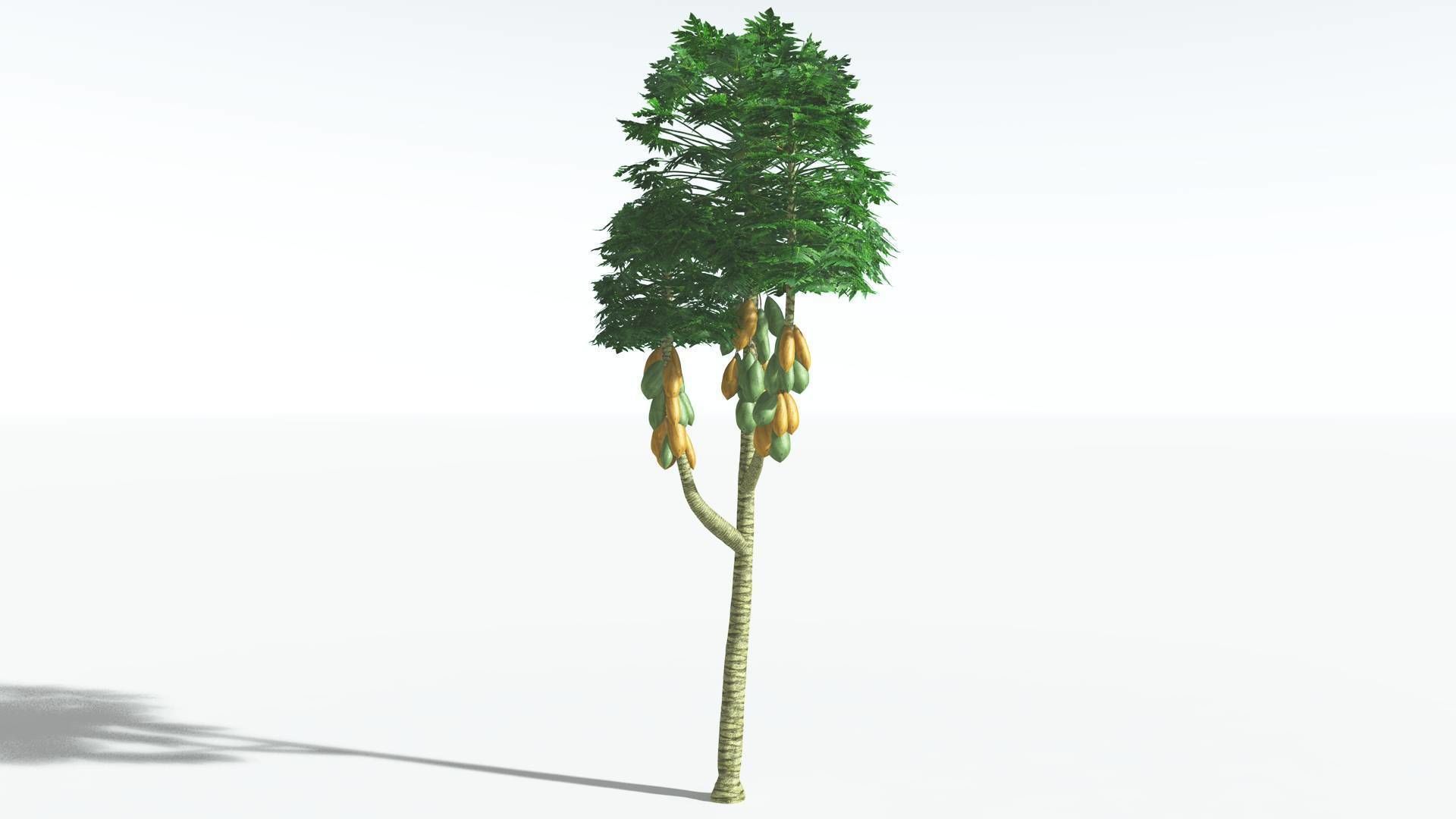 EVERYPlant Papaya 1 --14 Models-- 3D model_21
