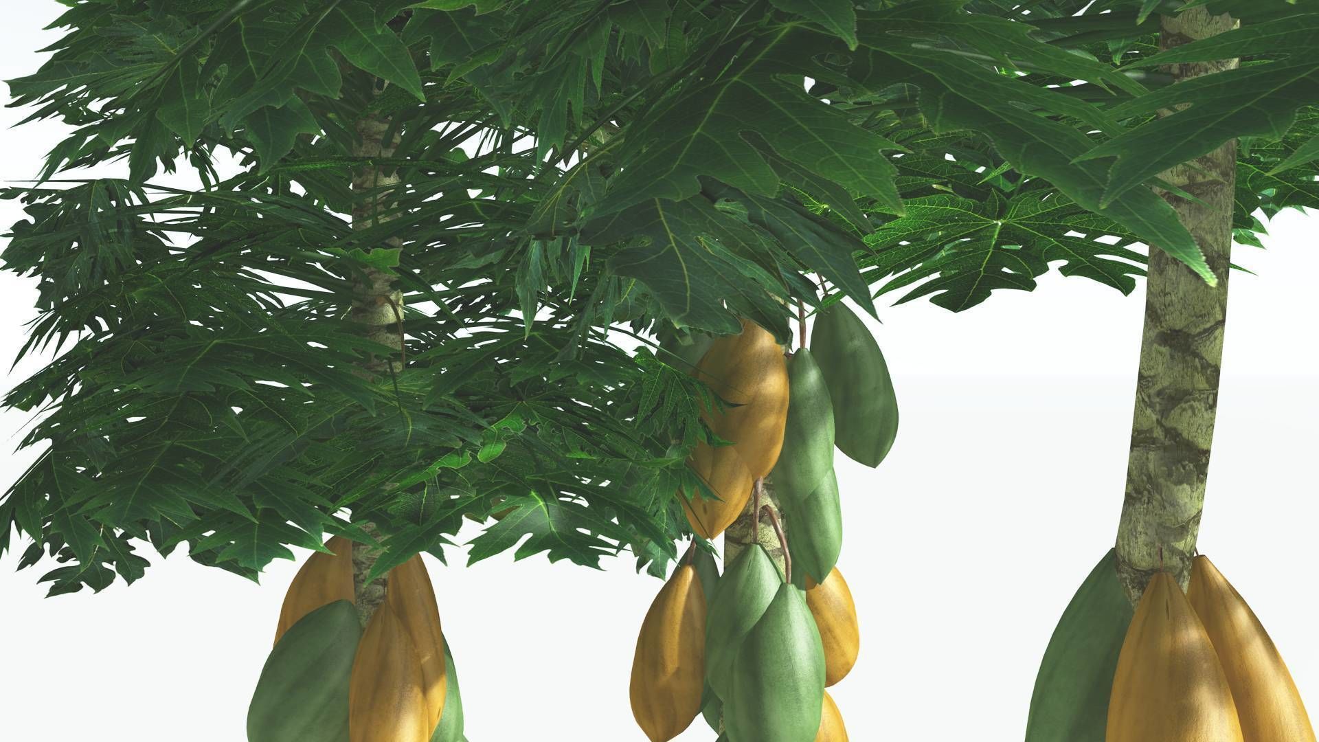 EVERYPlant Papaya 1 --14 Models-- 3D model_22
