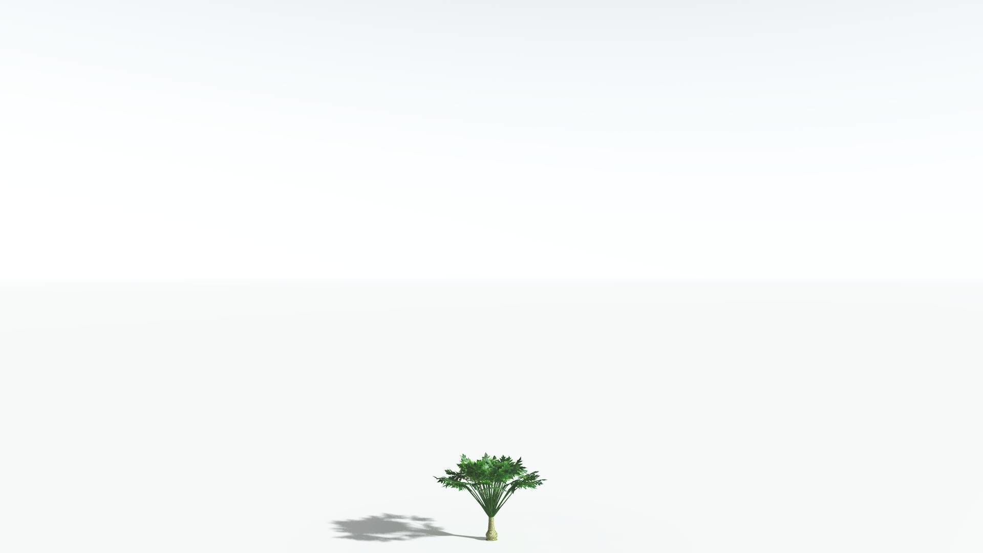 EVERYPlant Papaya 1 --14 Models-- 3D model_25