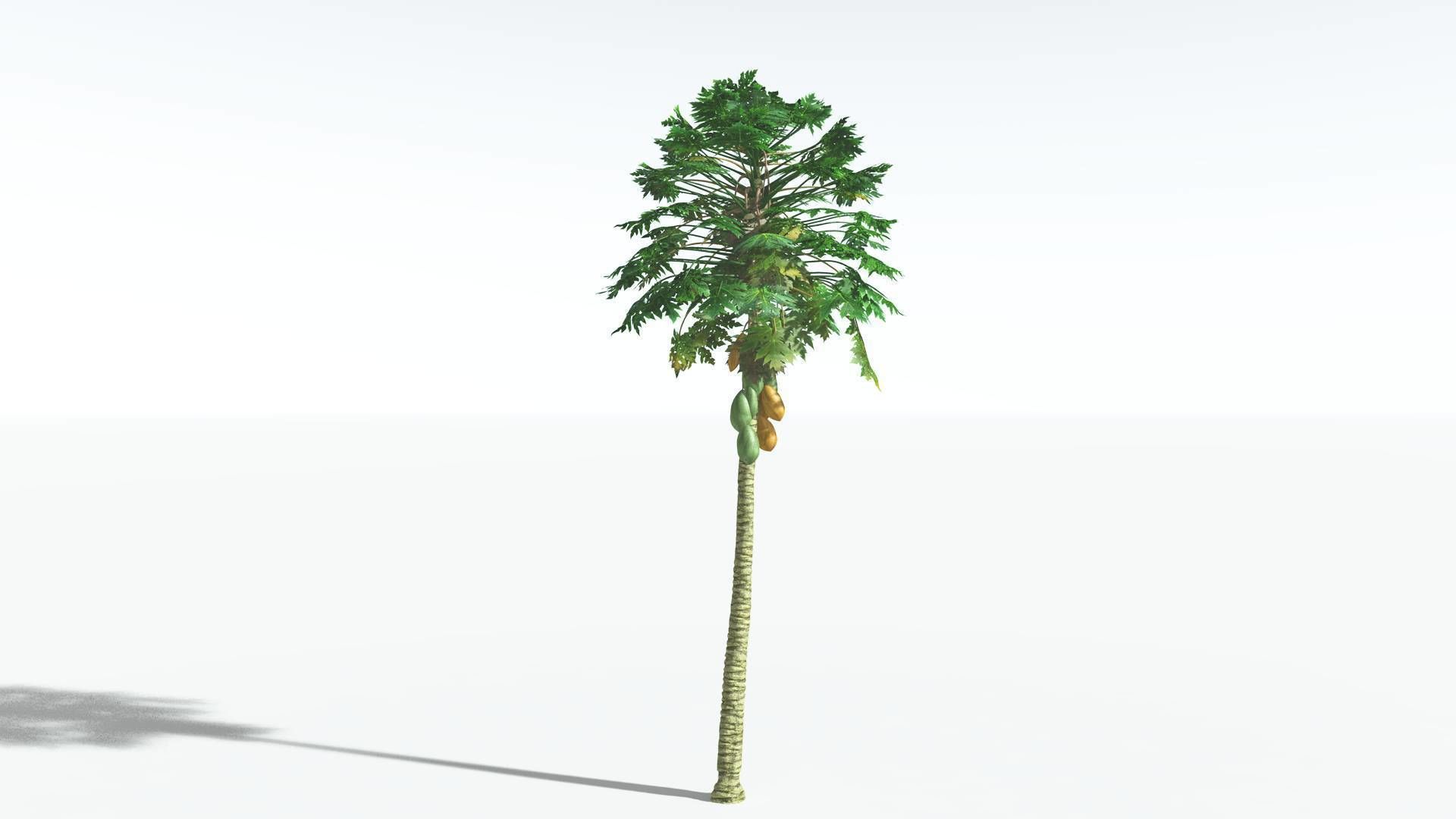EVERYPlant Papaya 1 --14 Models-- 3D model_13