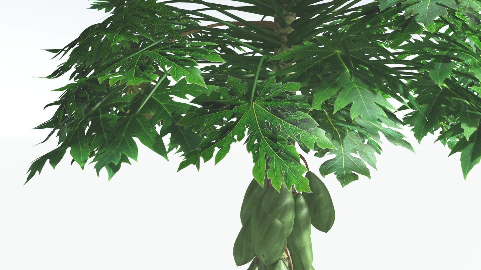 EVERYPlant Papaya 1 --14 Models-- 3D model_8