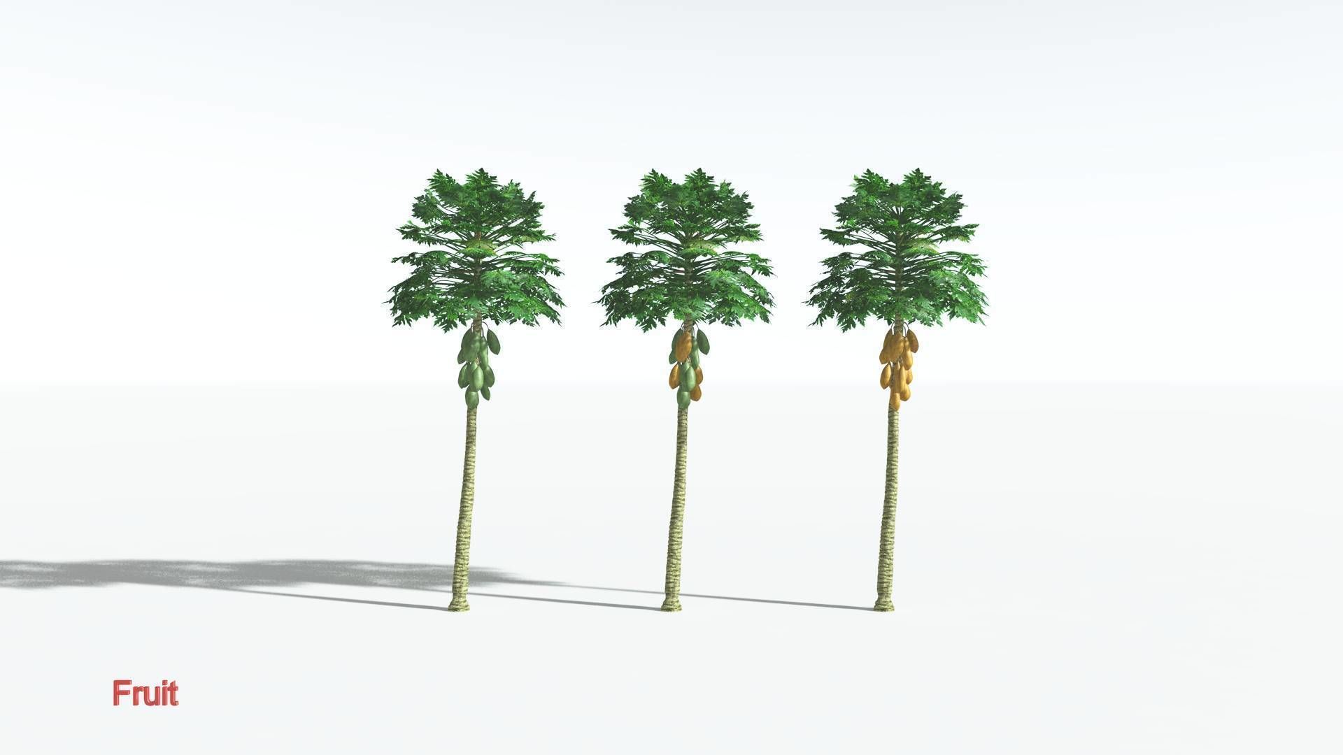 EVERYPlant Papaya 1 --14 Models-- 3D model_1
