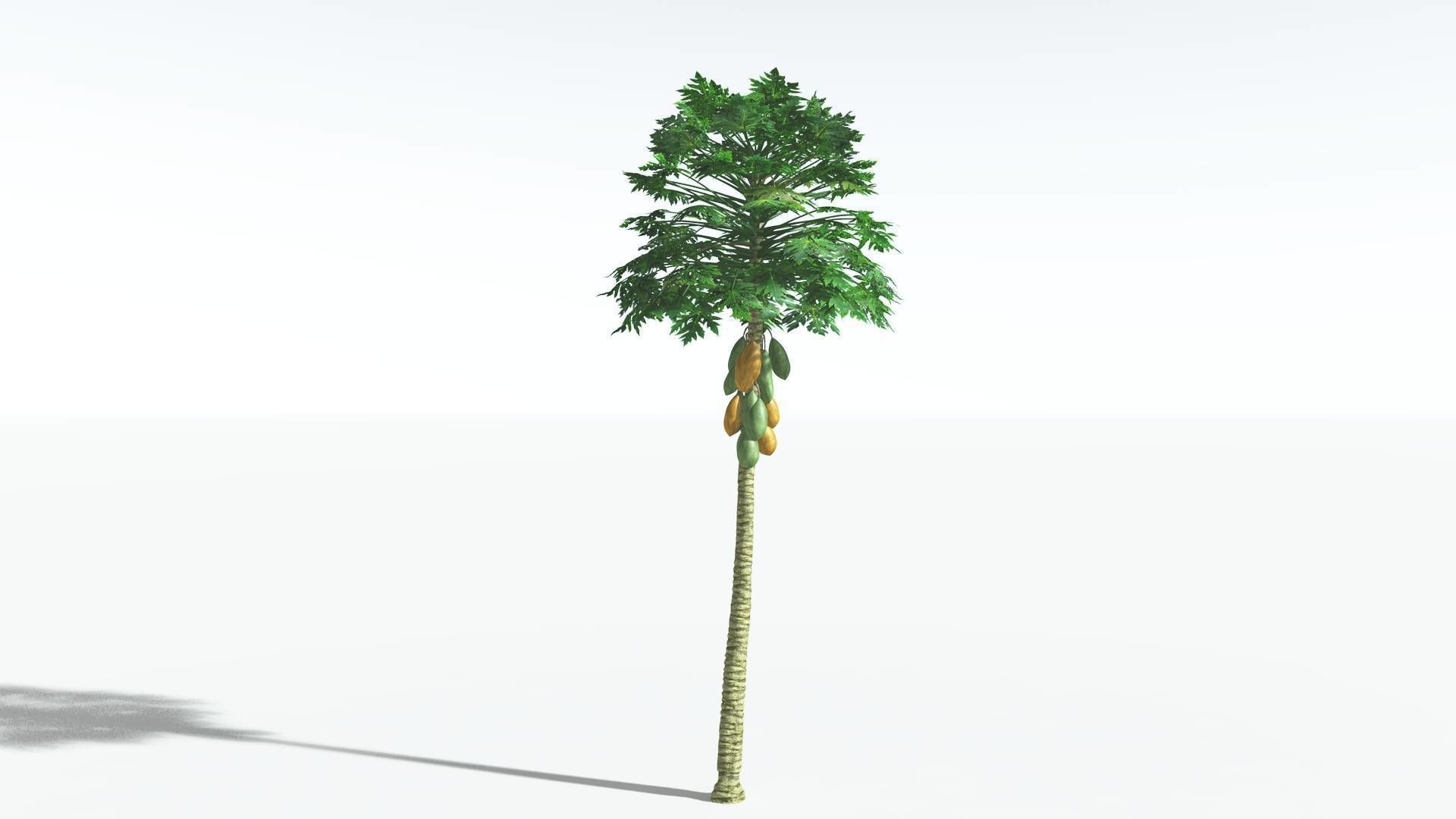 EVERYPlant Papaya 1 --14 Models-- 3D model_5