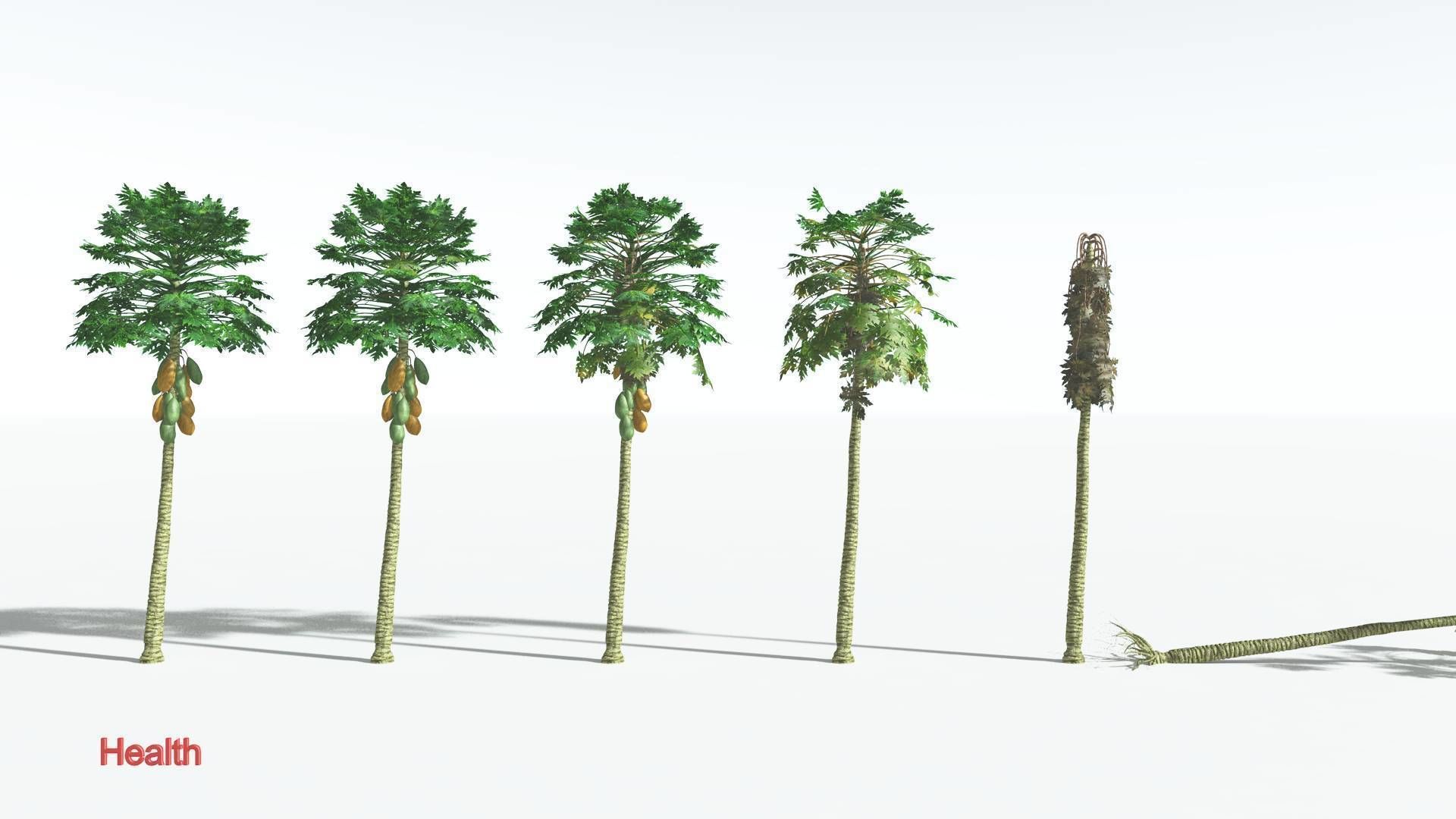 EVERYPlant Papaya 1 --14 Models-- 3D model_2
