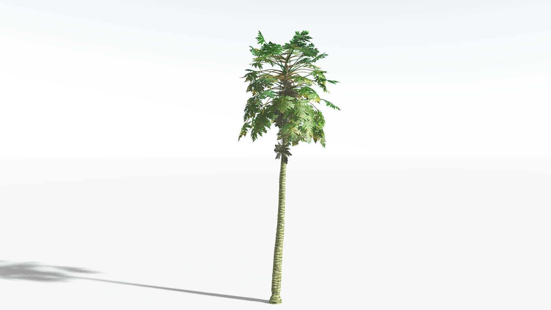 EVERYPlant Papaya 1 --14 Models-- 3D model_15