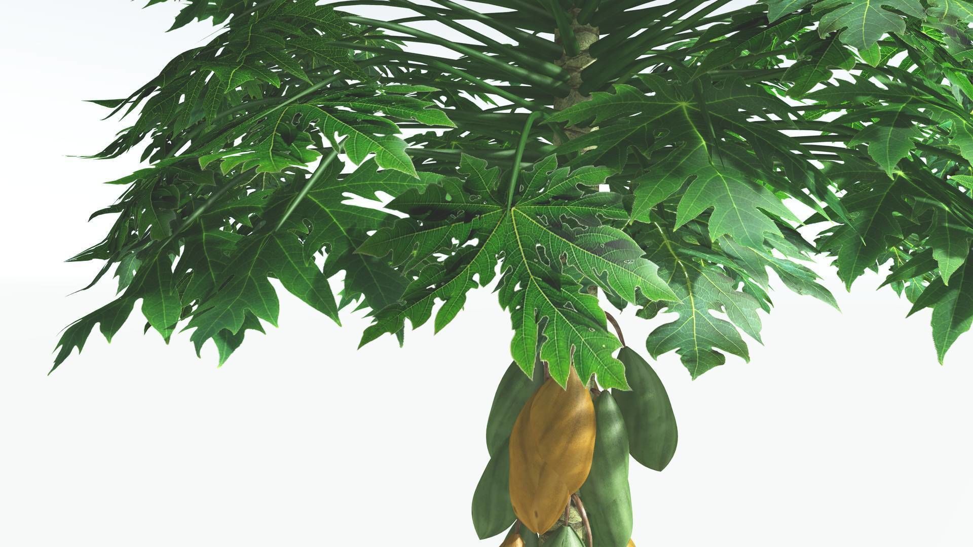 EVERYPlant Papaya 1 --14 Models-- 3D model_12