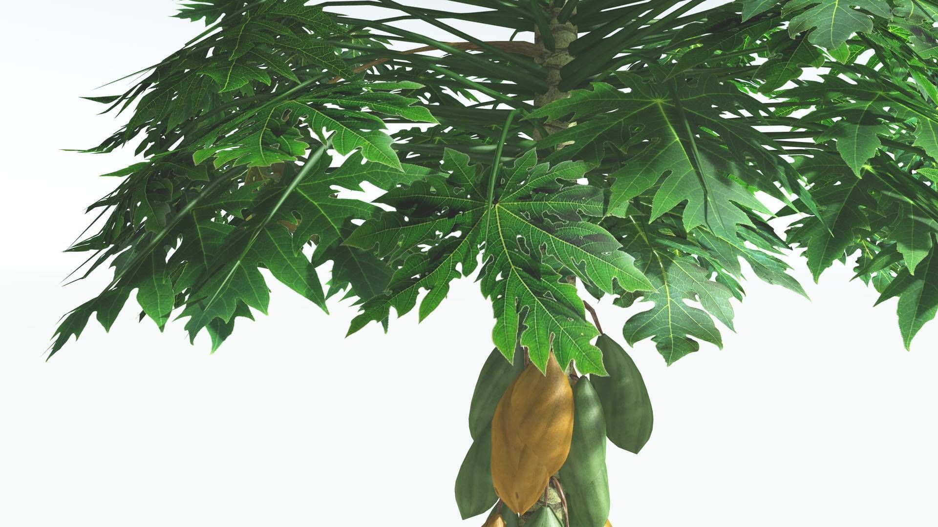EVERYPlant Papaya 1 --14 Models-- 3D model_30