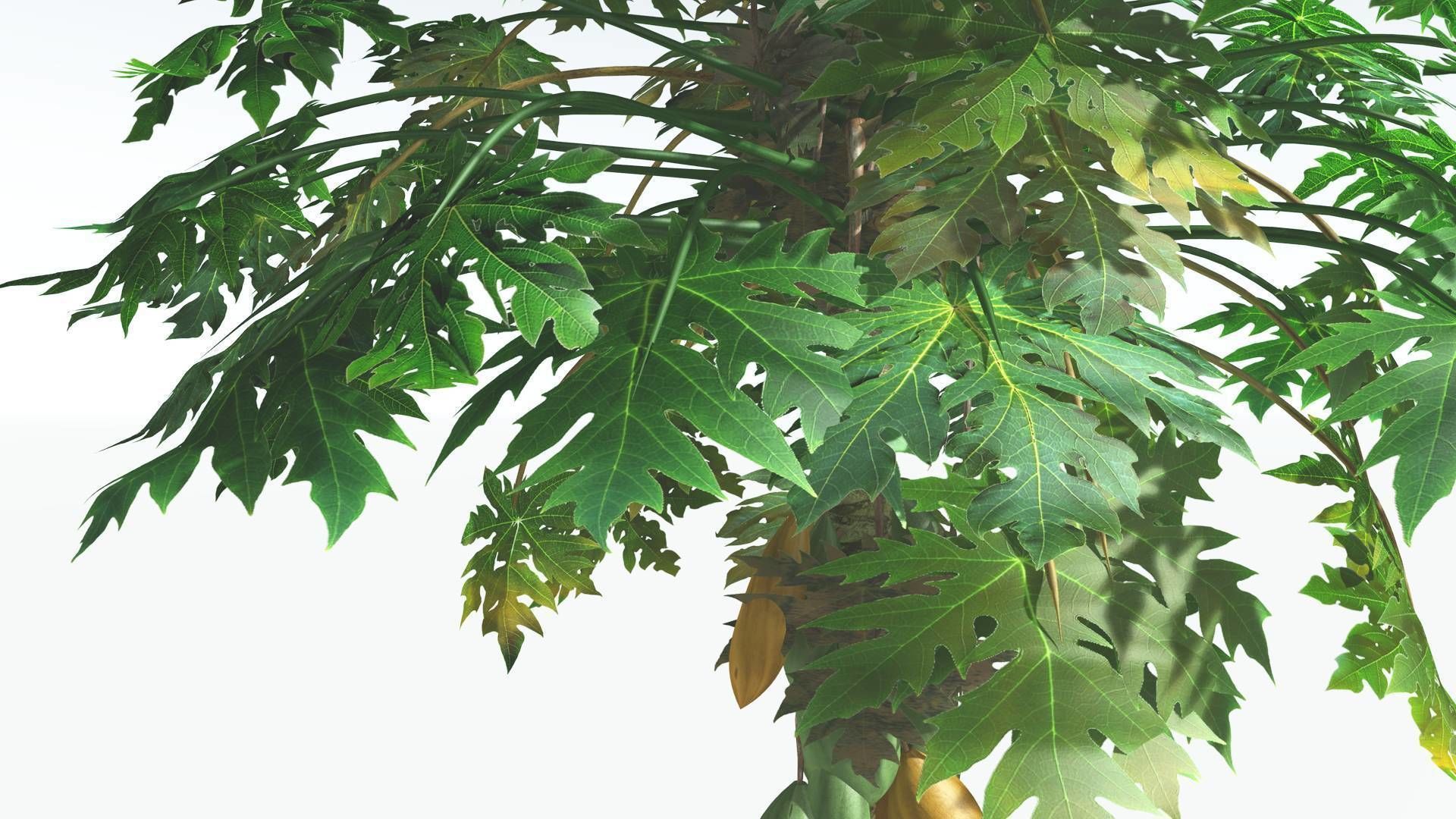 EVERYPlant Papaya 1 --14 Models-- 3D model_14