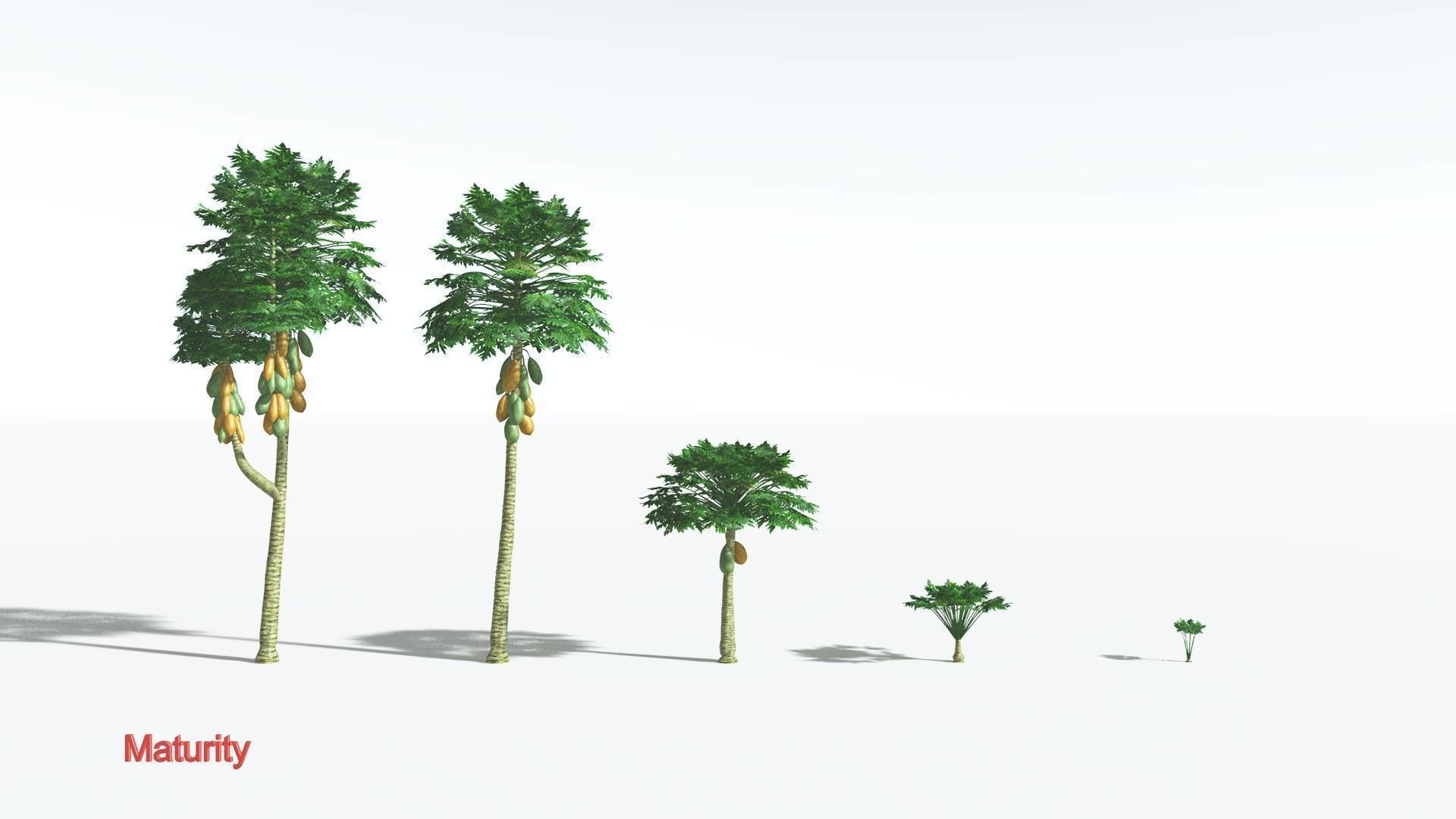 EVERYPlant Papaya 1 --14 Models-- 3D model_3