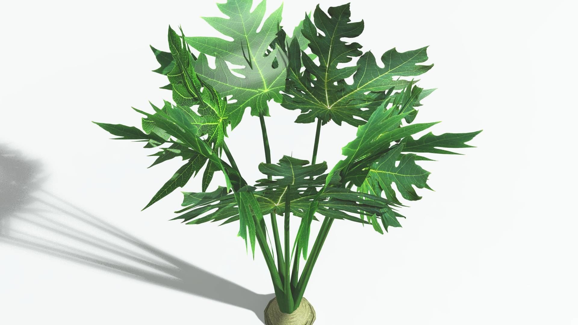 EVERYPlant Papaya 1 --14 Models-- 3D model_28