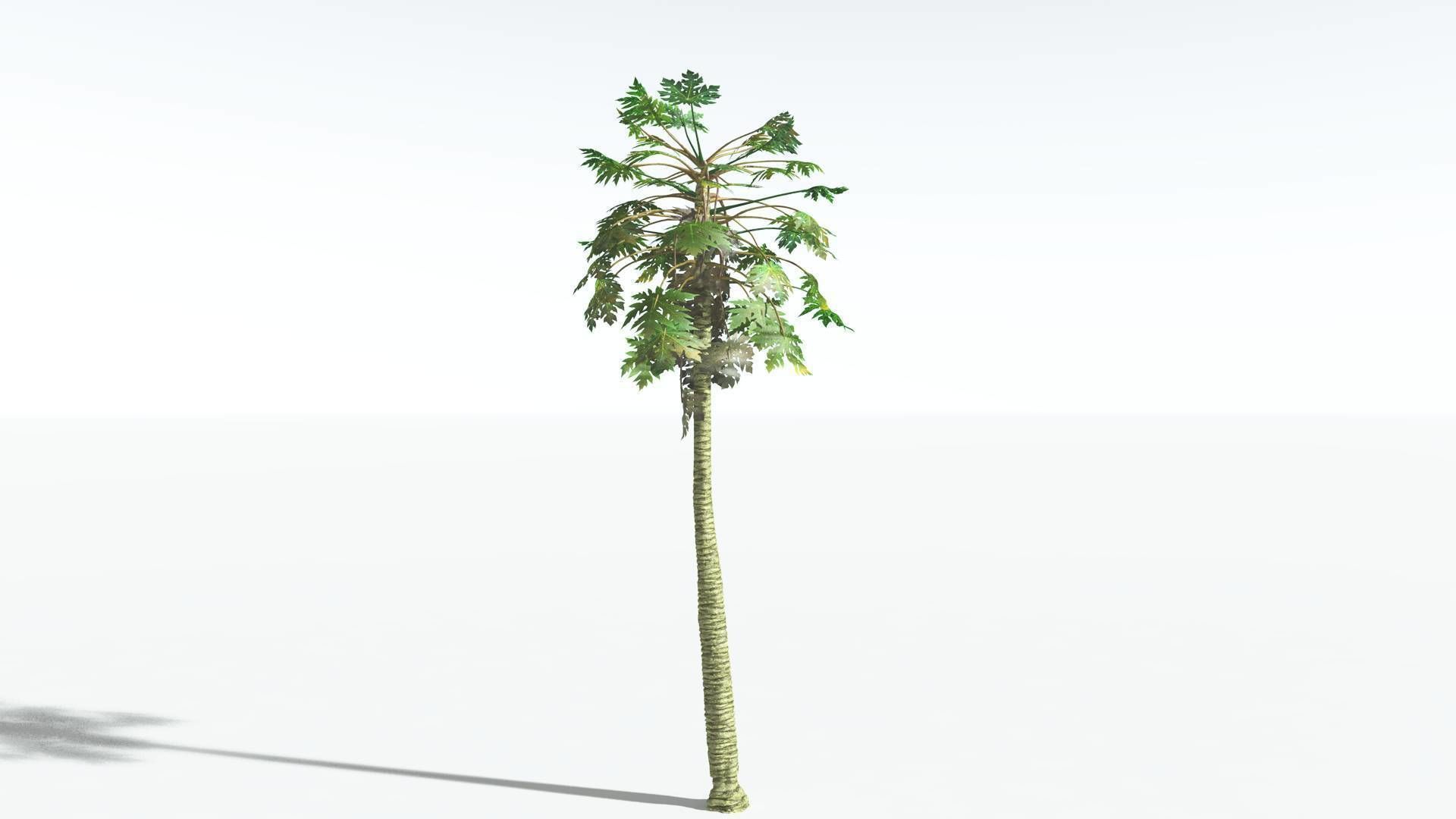 EVERYPlant Papaya 2 --14 Models-- 3D model_15