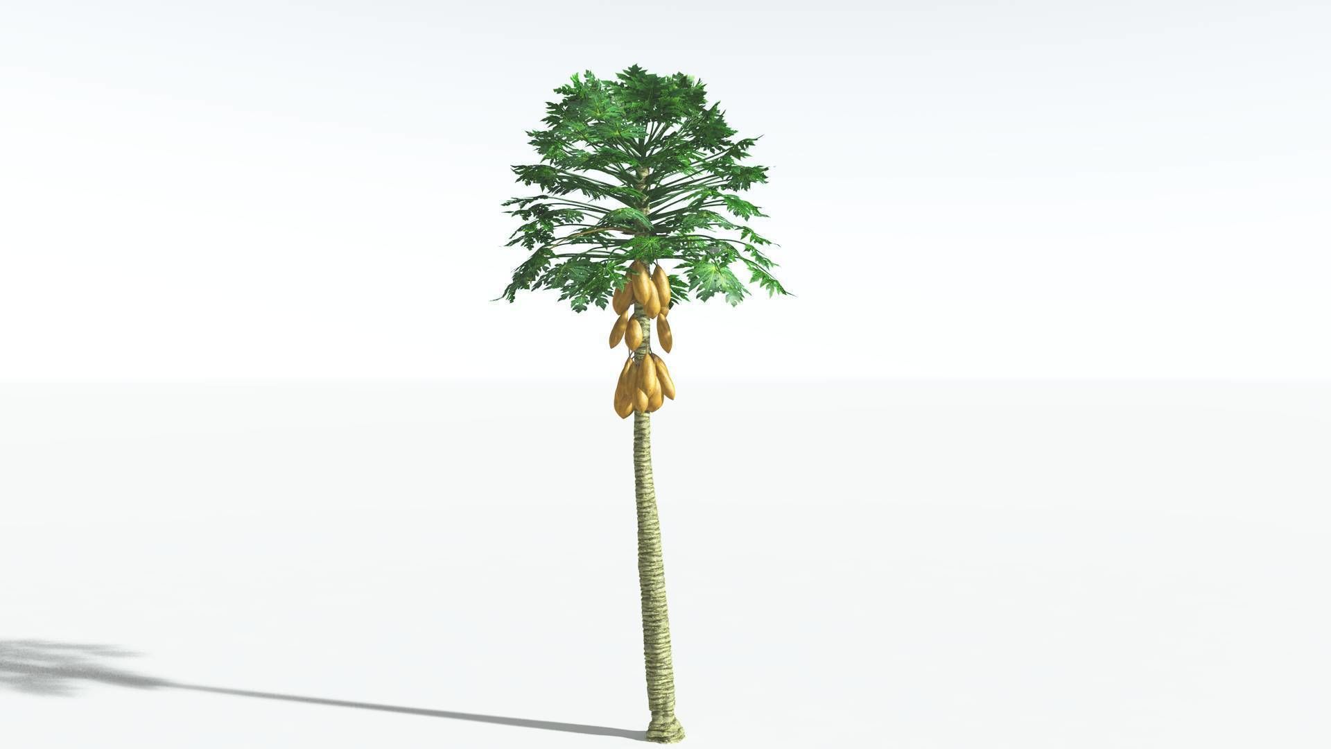 EVERYPlant Papaya 2 --14 Models-- 3D model_9