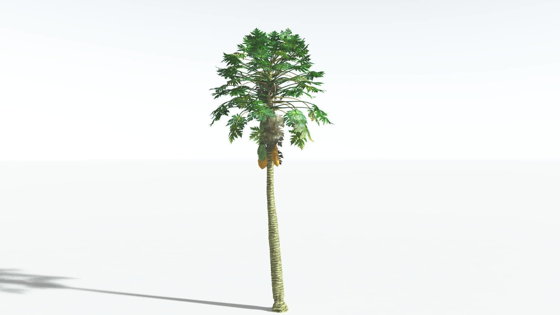 EVERYPlant Papaya 2 --14 Models-- 3D model_13