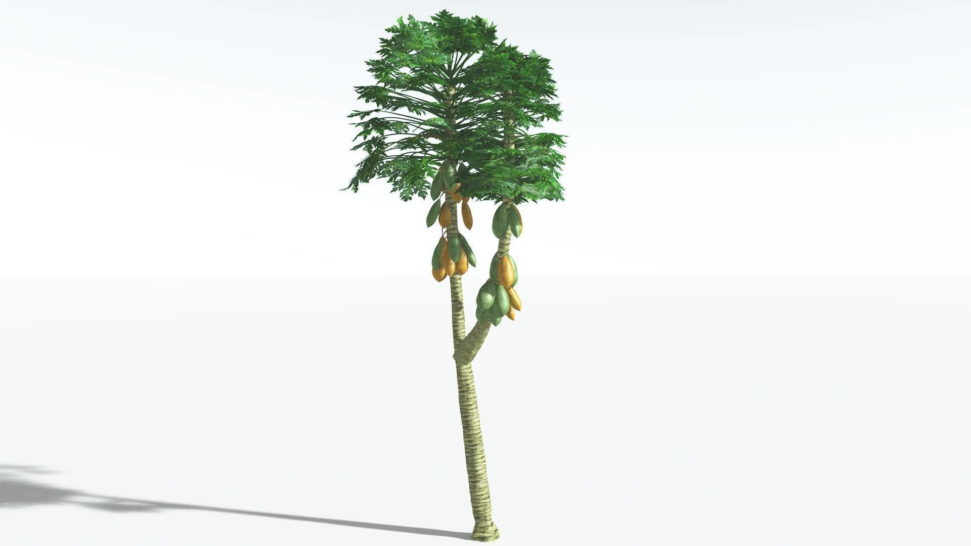 EVERYPlant Papaya 2 --14 Models-- 3D model_21