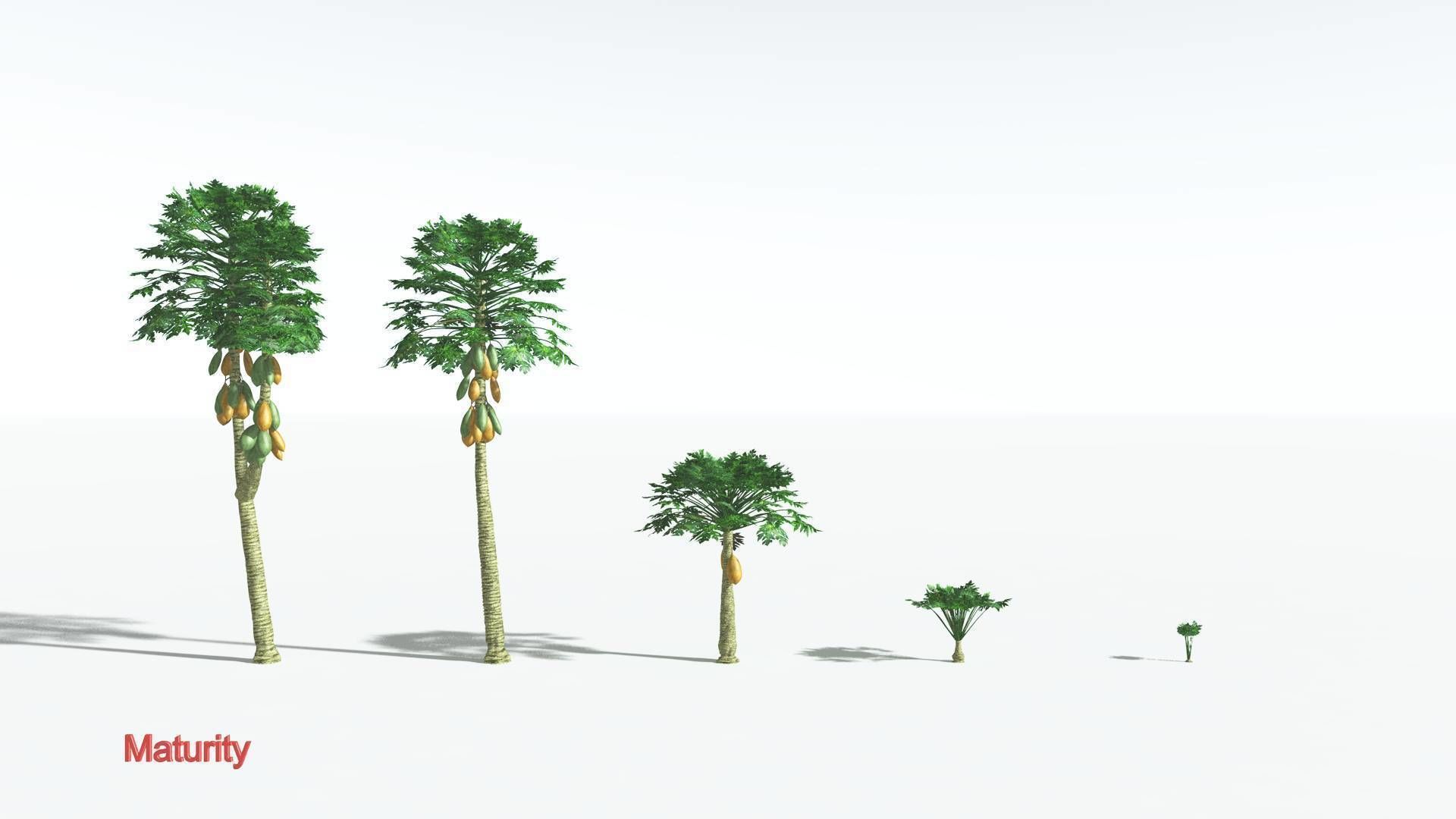 EVERYPlant Papaya 2 --14 Models-- 3D model_3