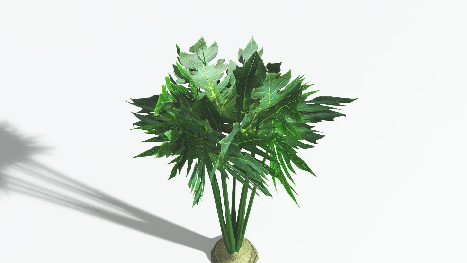 EVERYPlant Papaya 2 --14 Models-- 3D model_28