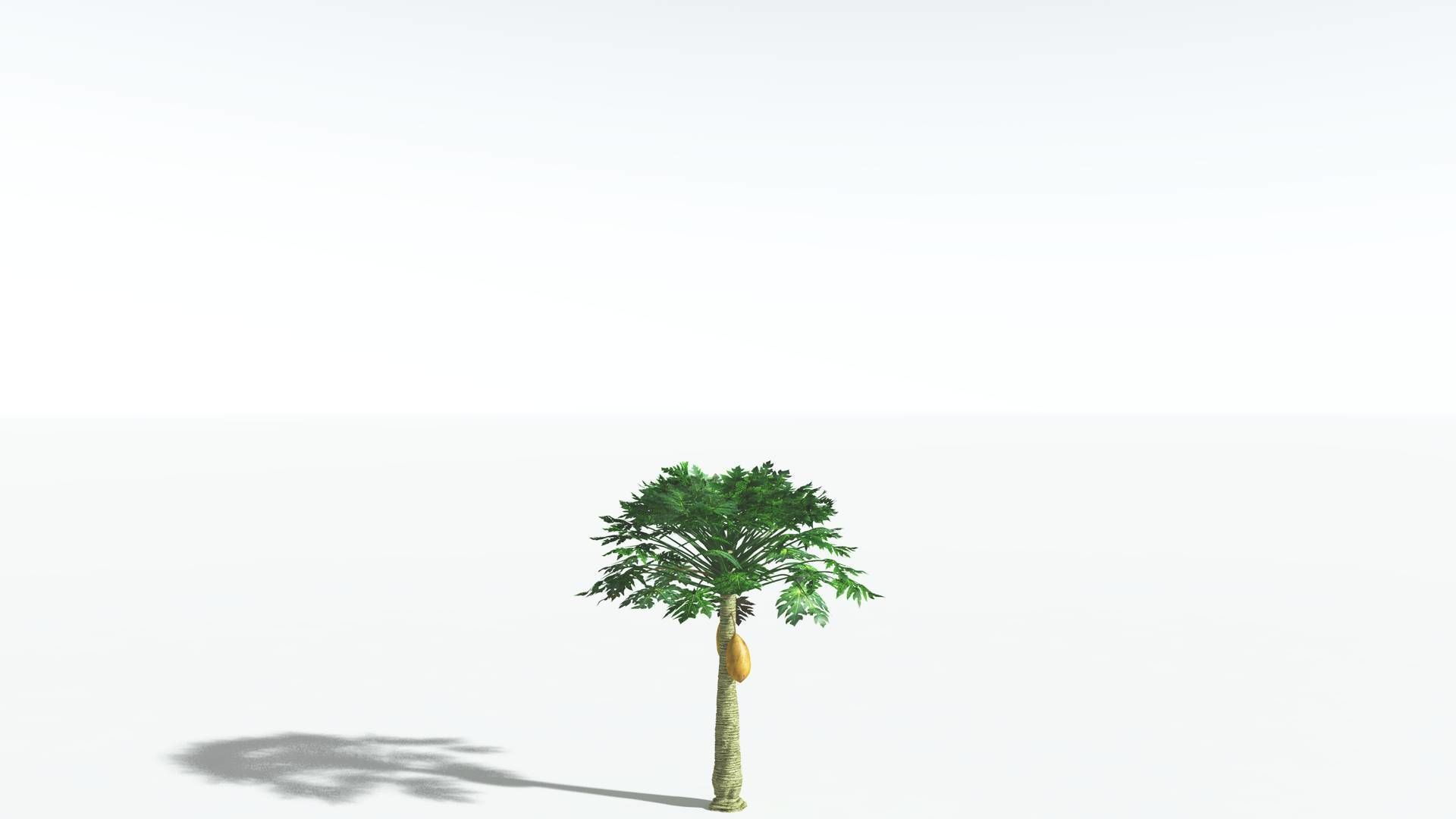 EVERYPlant Papaya 2 --14 Models-- 3D model_23