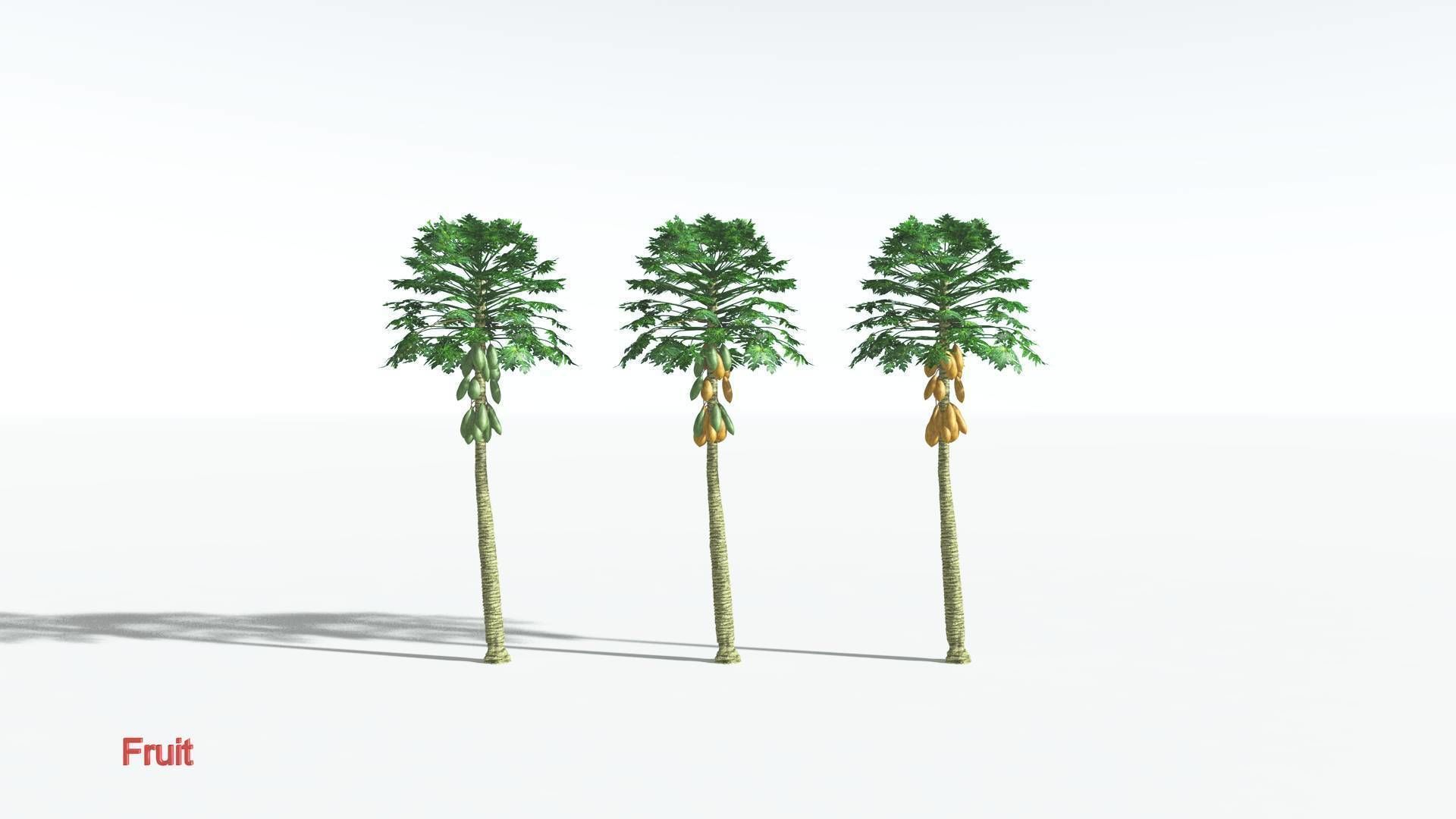 EVERYPlant Papaya 2 --14 Models-- 3D model_1
