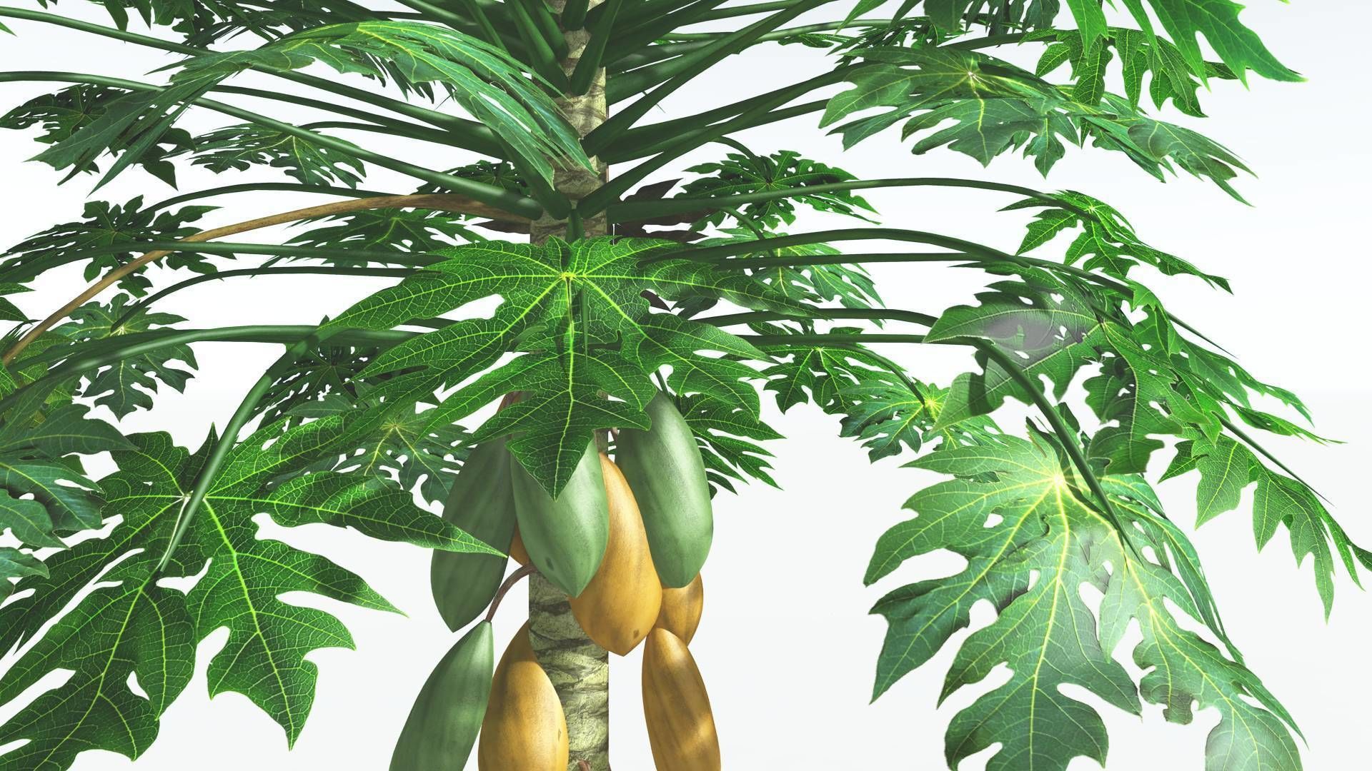 EVERYPlant Papaya 2 --14 Models-- 3D model_6