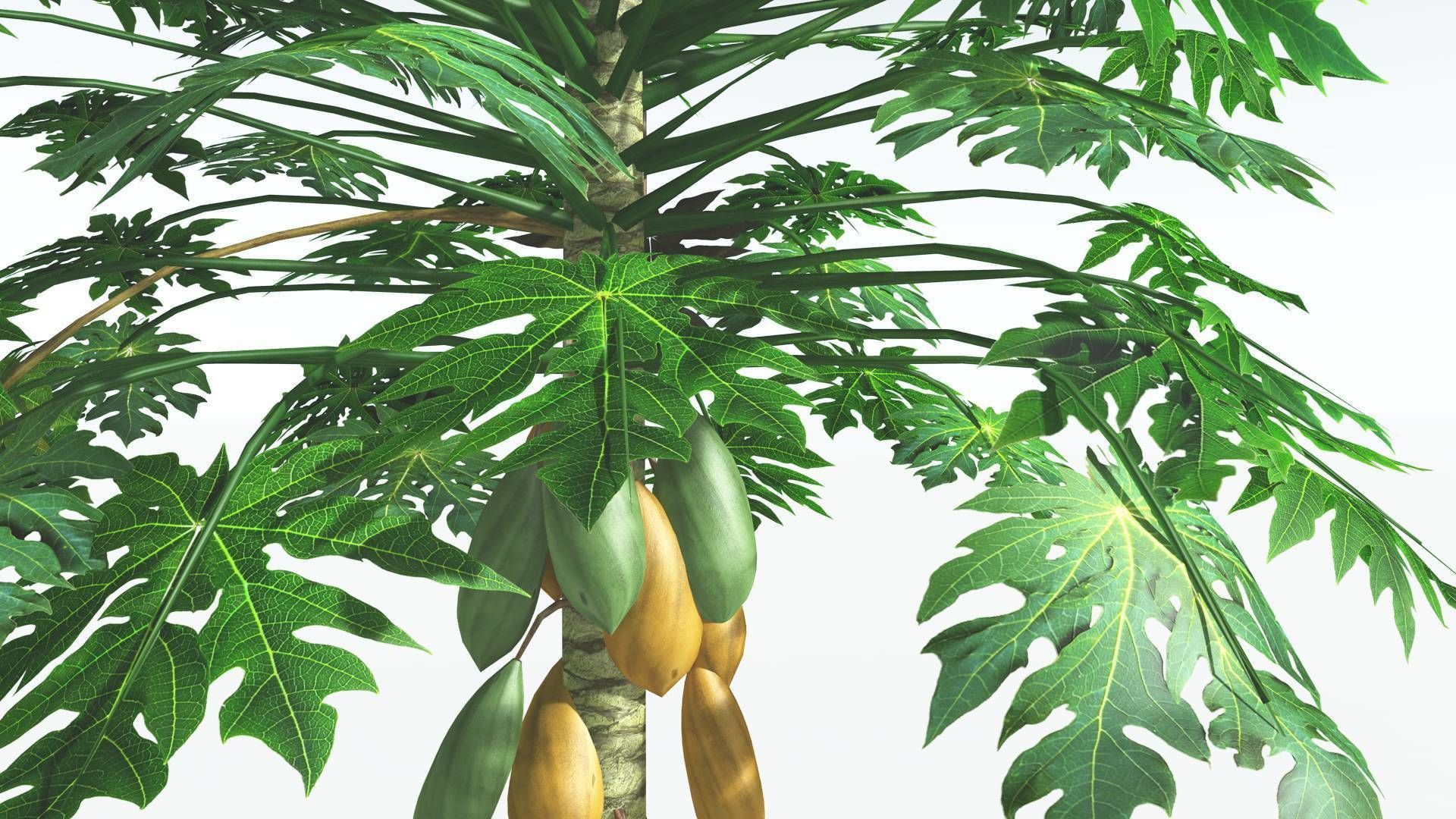 EVERYPlant Papaya 2 --14 Models-- 3D model_30