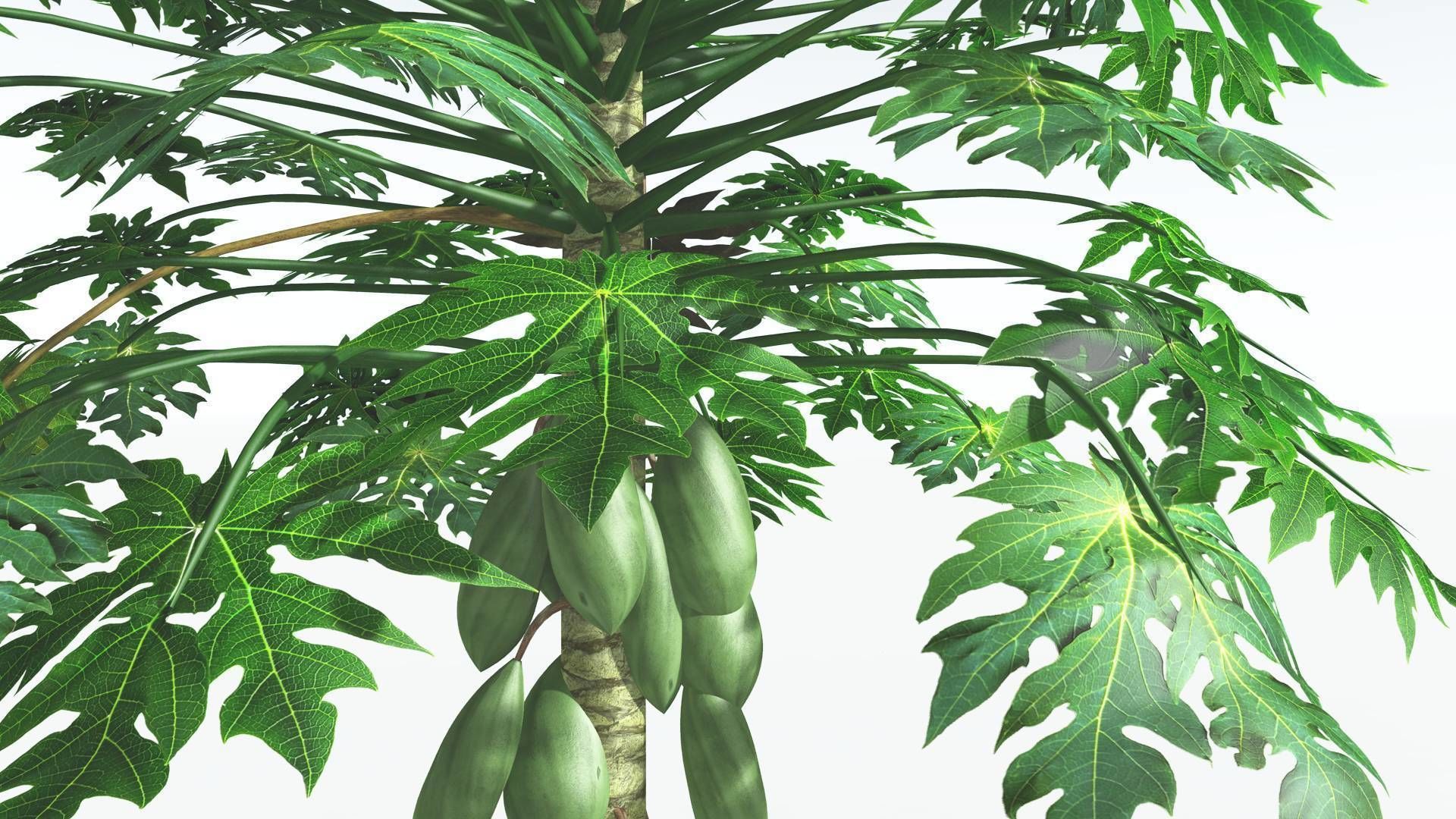 EVERYPlant Papaya 2 --14 Models-- 3D model_8