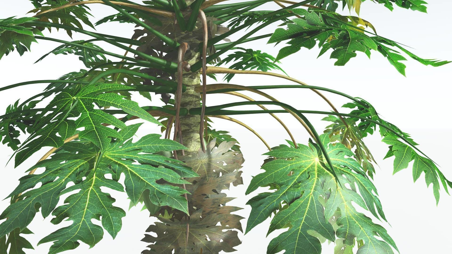 EVERYPlant Papaya 2 --14 Models-- 3D model_14