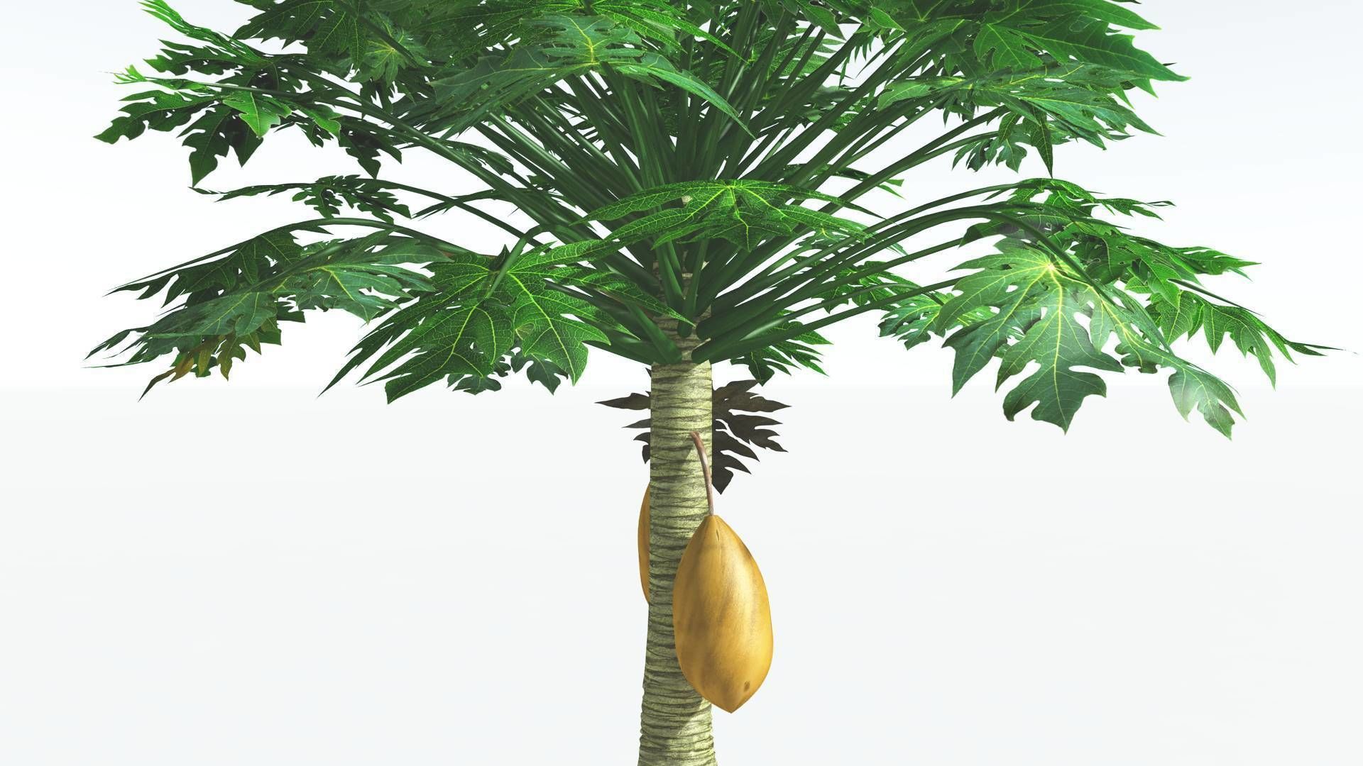 EVERYPlant Papaya 2 --14 Models-- 3D model_24