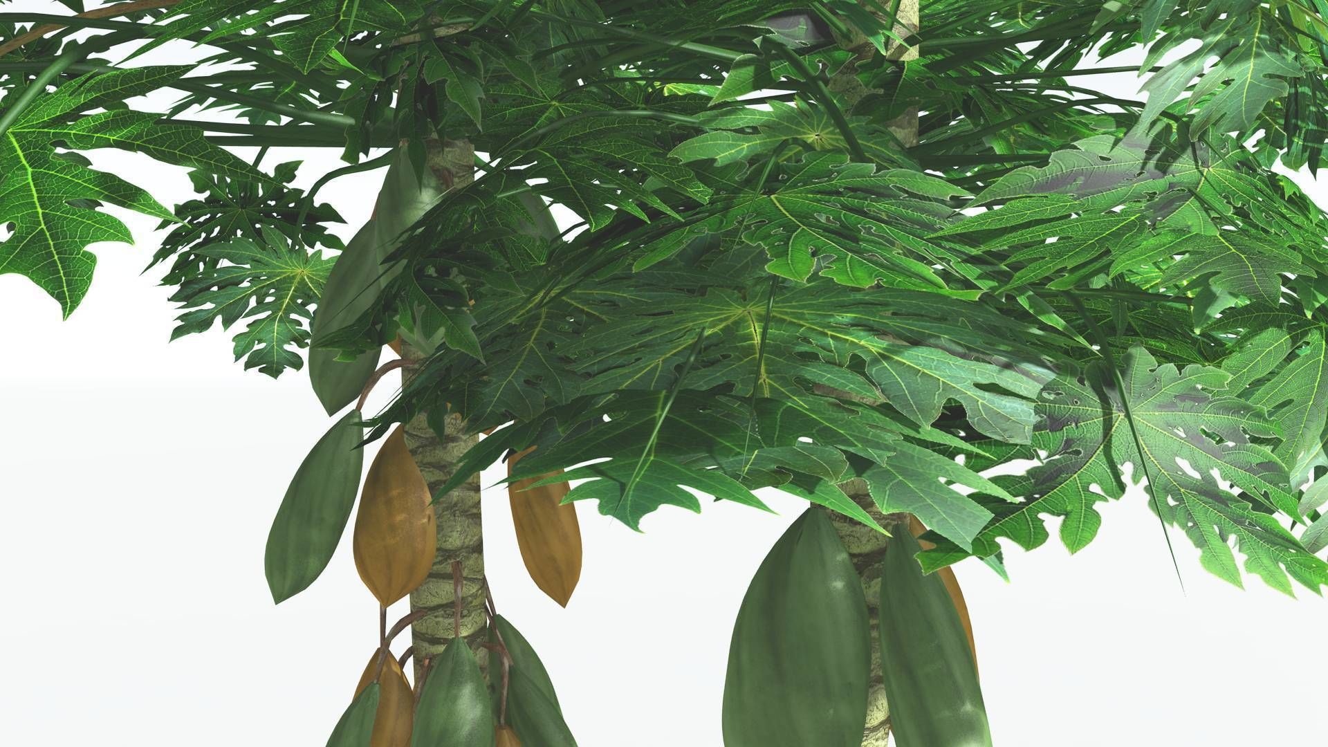 EVERYPlant Papaya 2 --14 Models-- 3D model_22