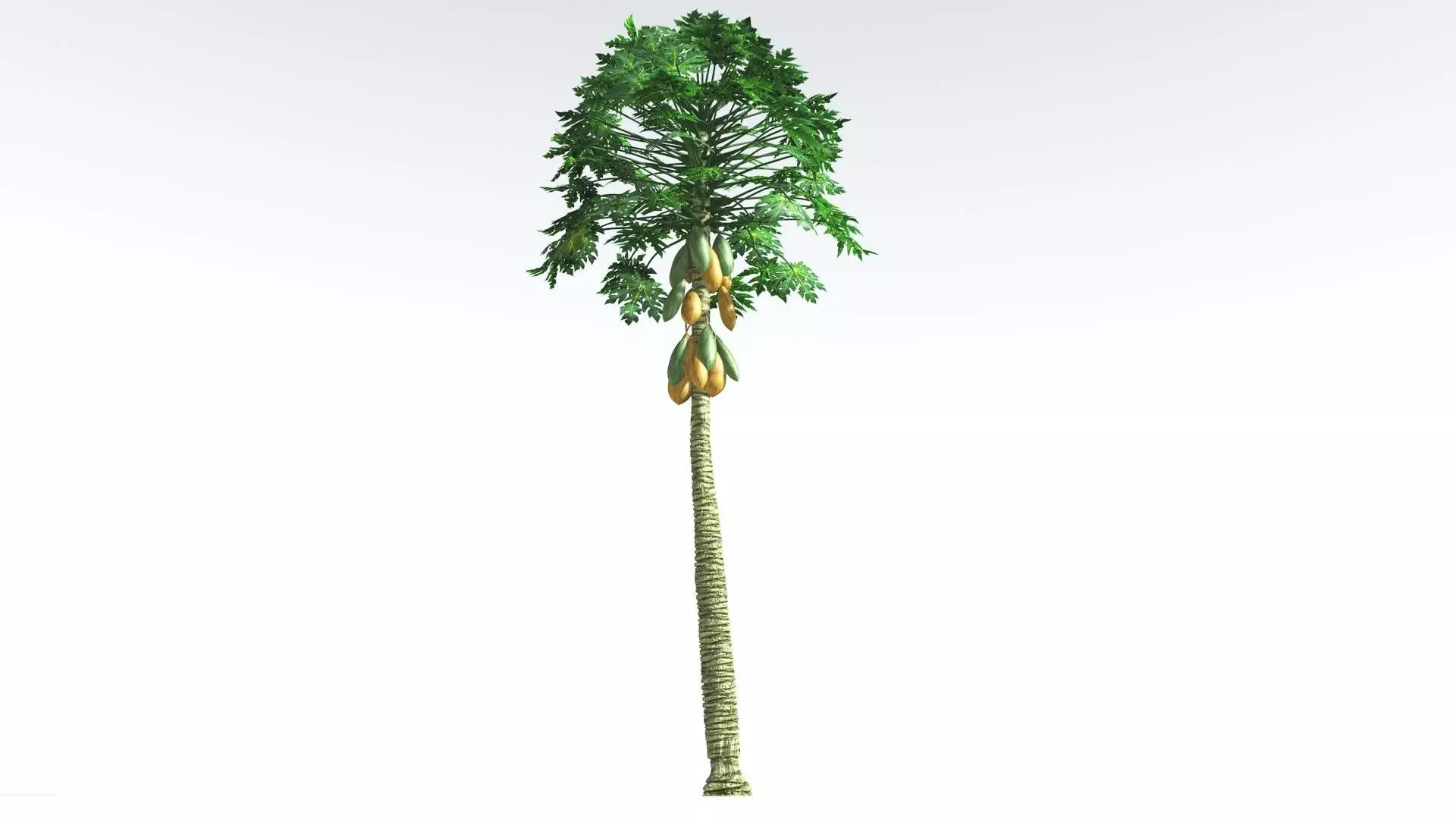 EVERYPlant Papaya 2 --14 Models-- 3D model_0
