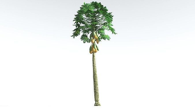 EVERYPlant Papaya 2 --14 Models-- 3D model