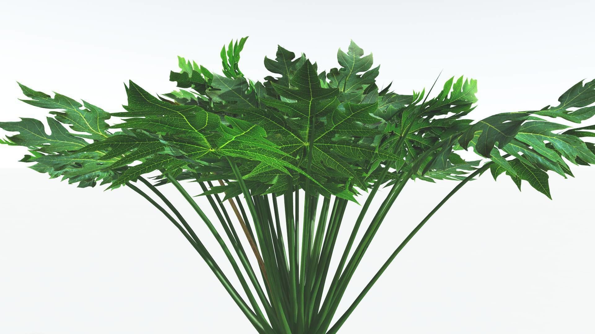 EVERYPlant Papaya 2 --14 Models-- 3D model_26