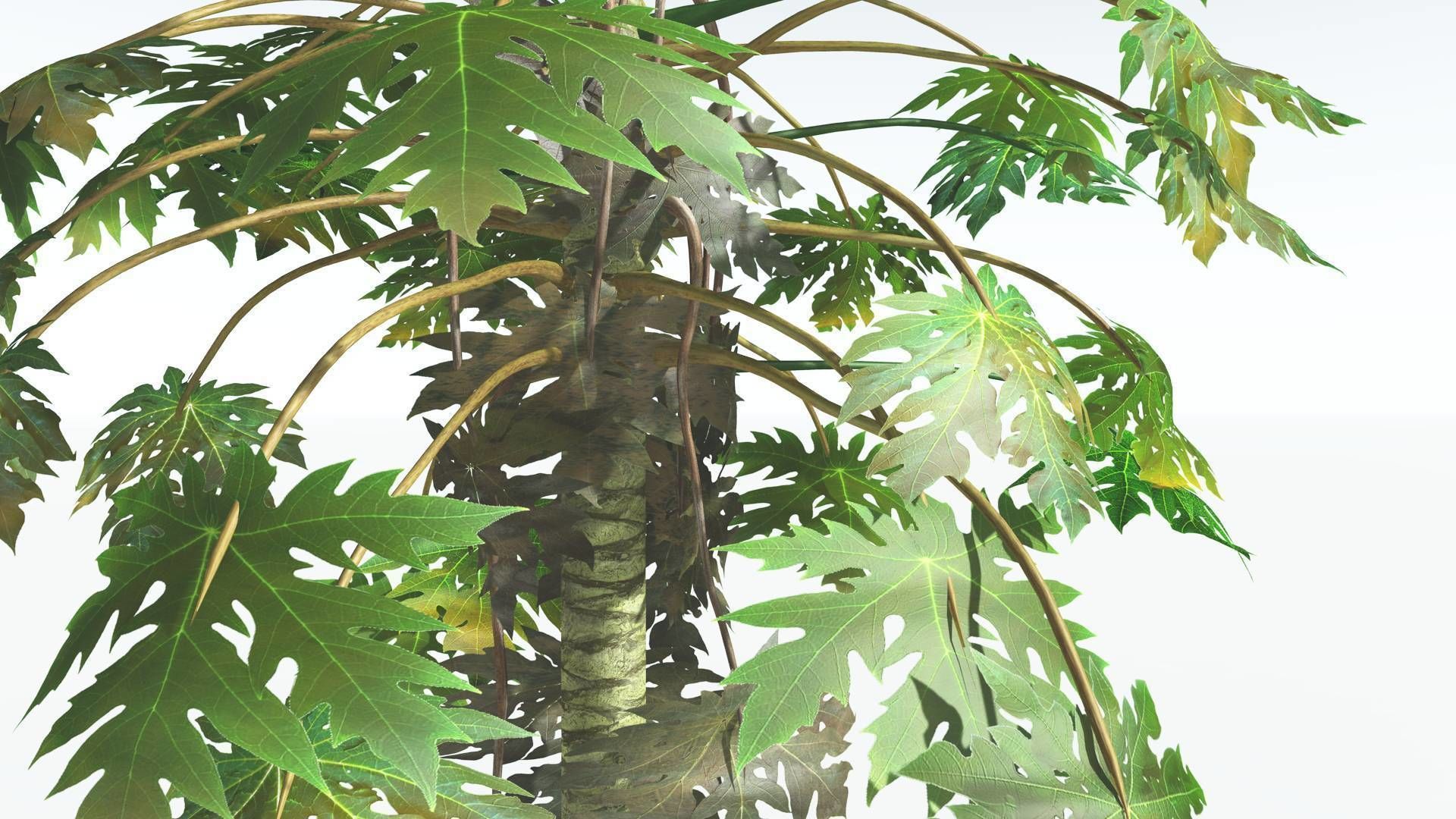 EVERYPlant Papaya 2 --14 Models-- 3D model_16