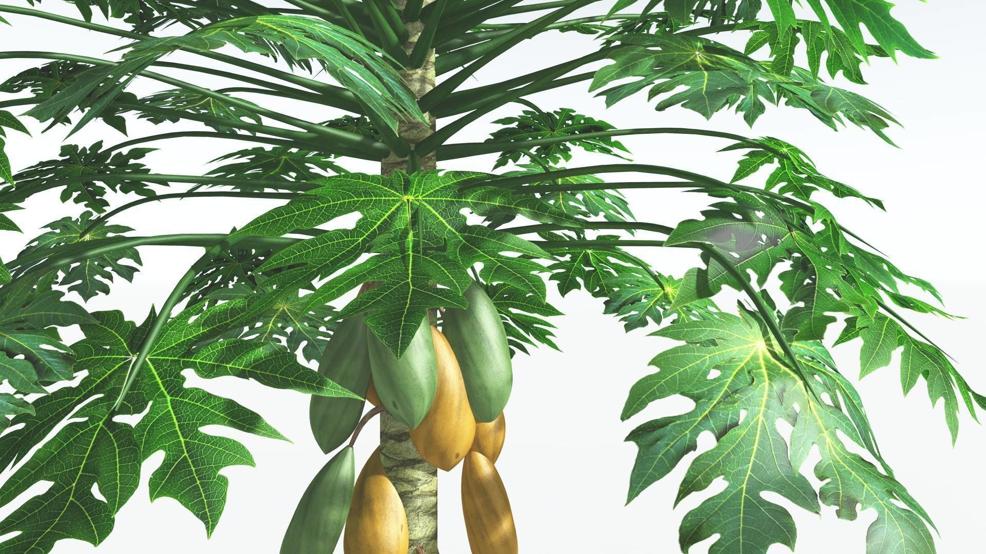 EVERYPlant Papaya 2 --14 Models-- 3D model_12